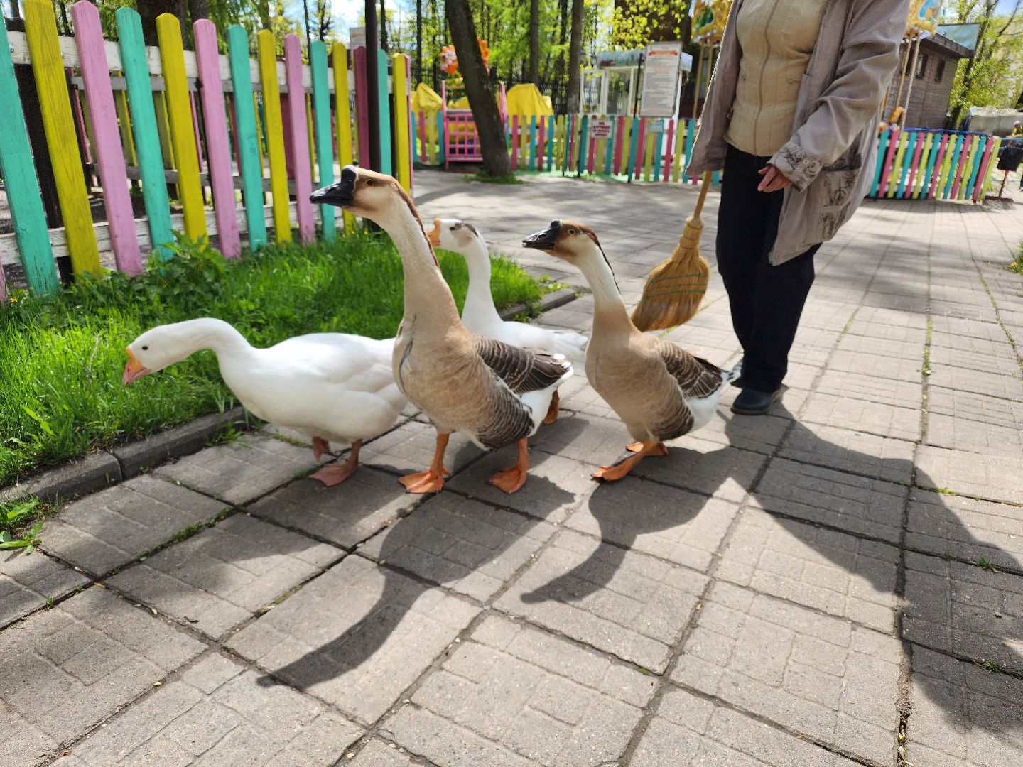 сергиев посад, парк чудес, гуси, песцы, выставка животных, ферма,