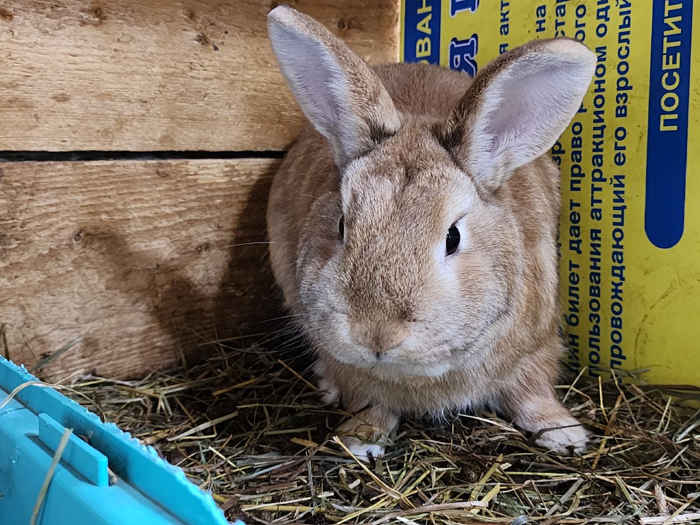 сергиев посад, парк чудес, гуси, песцы, выставка животных, ферма,