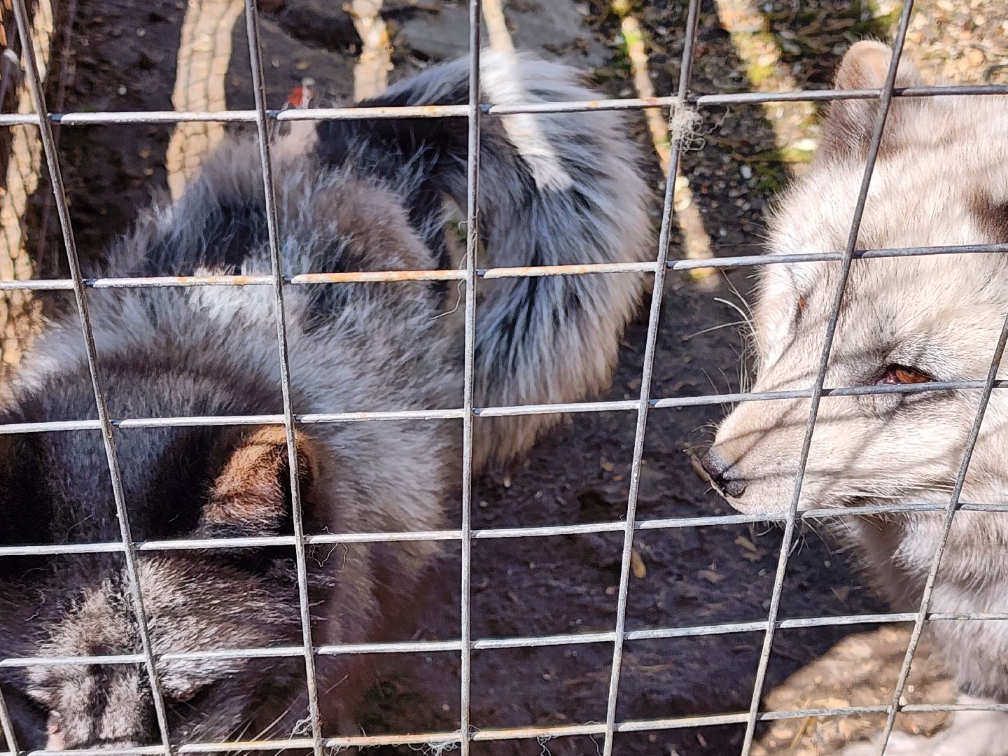 сергиев посад, парк чудес, гуси, песцы, выставка животных, ферма,