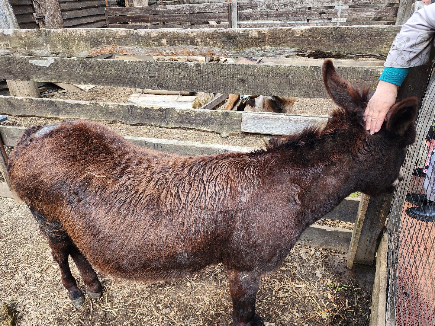 сергиев посад, парк чудес, гуси, песцы, выставка животных, ферма,