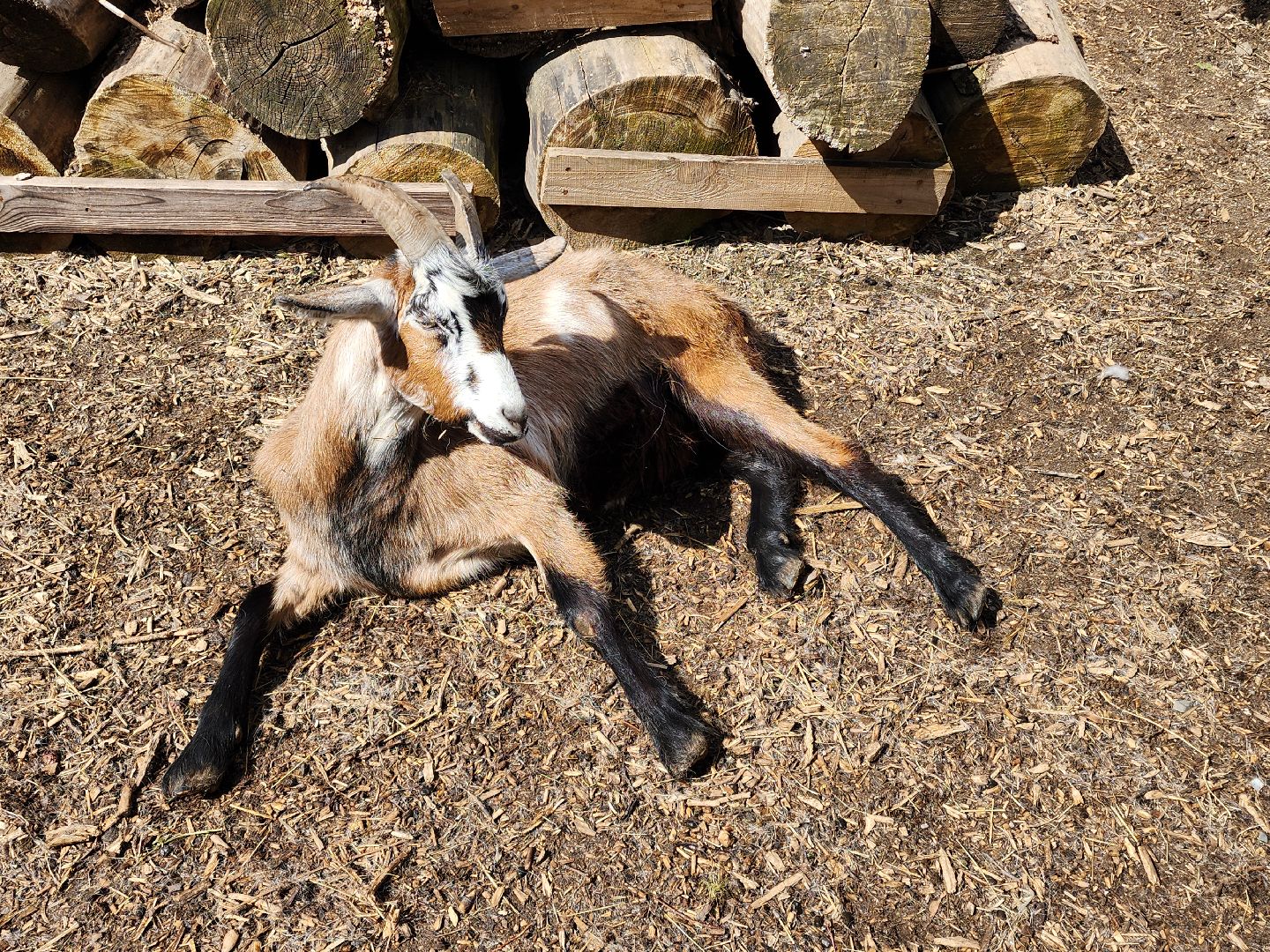 сергиев посад, парк чудес, гуси, песцы, выставка животных, ферма,