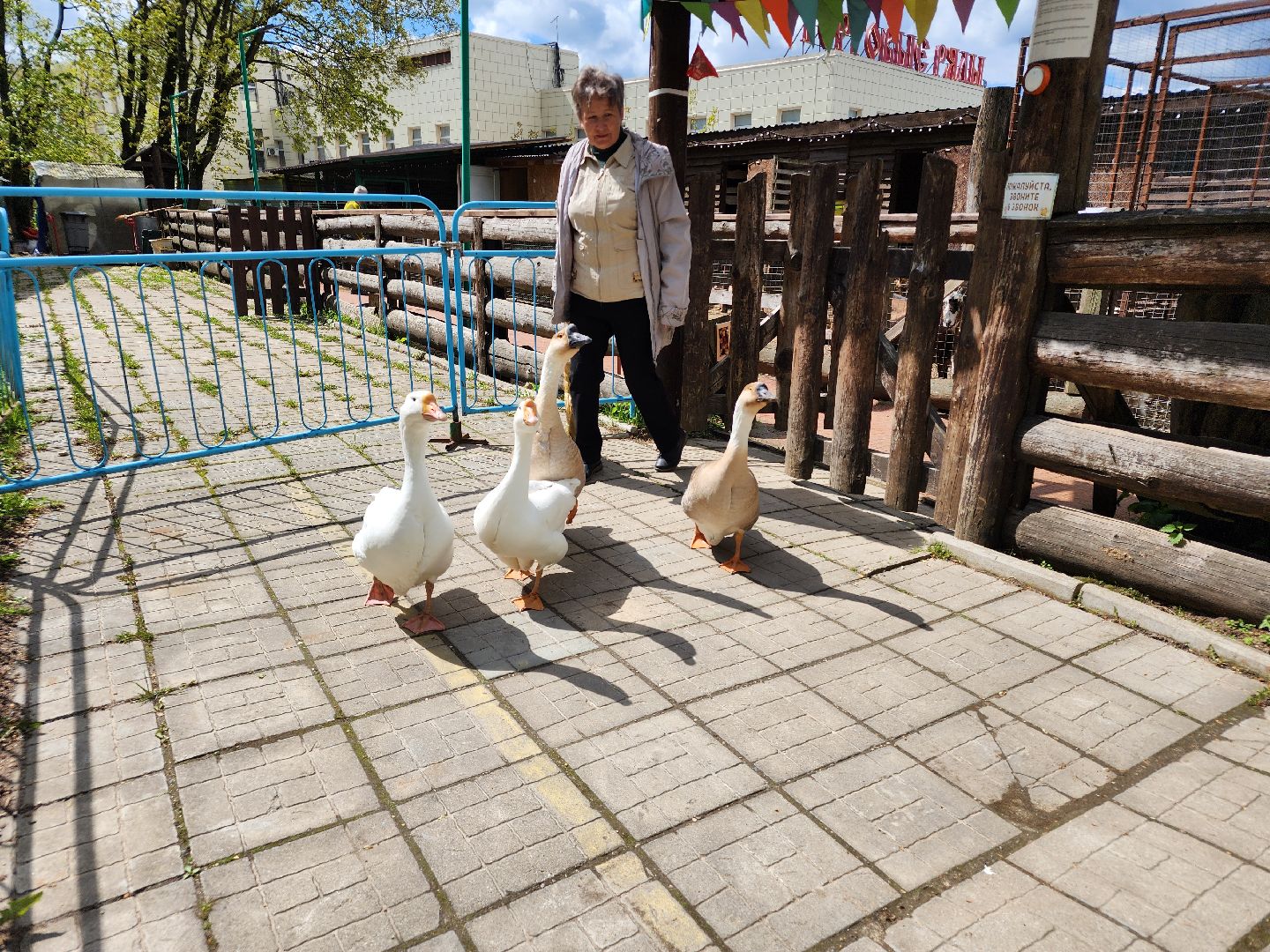 сергиев посад, парк чудес, гуси, песцы, выставка животных, ферма,