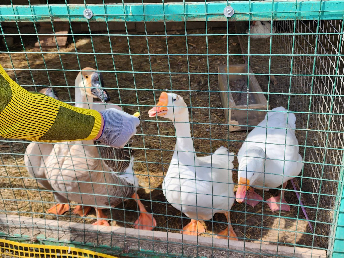 сергиев посад, парк чудес, гуси, песцы, выставка животных, ферма,