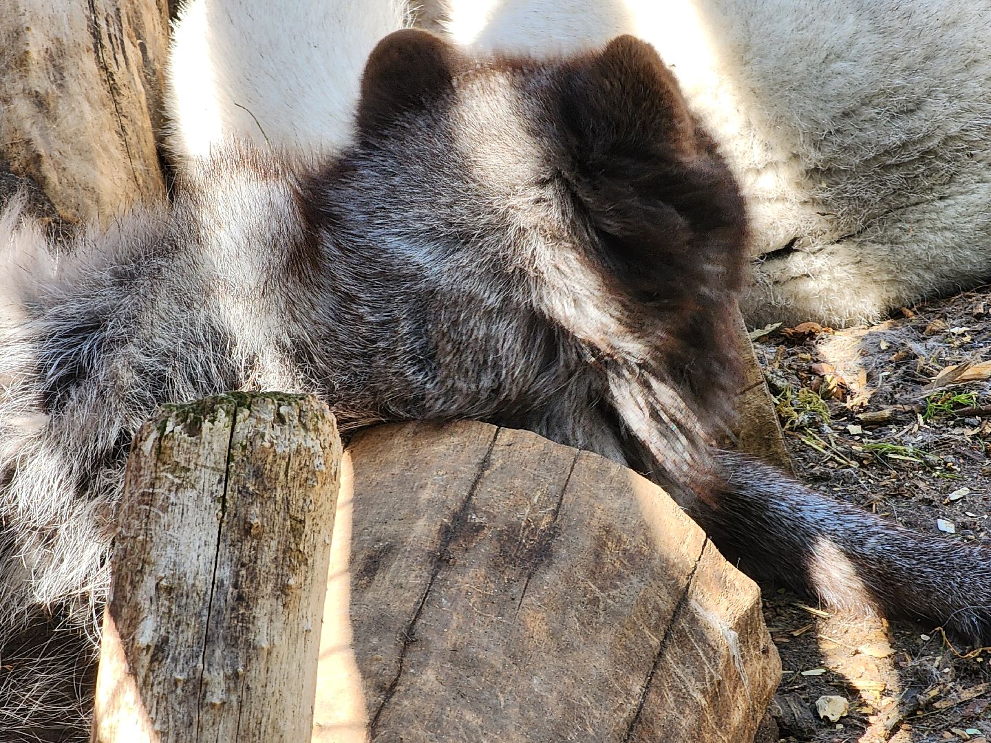 сергиев посад, парк чудес, гуси, песцы, выставка животных, ферма,