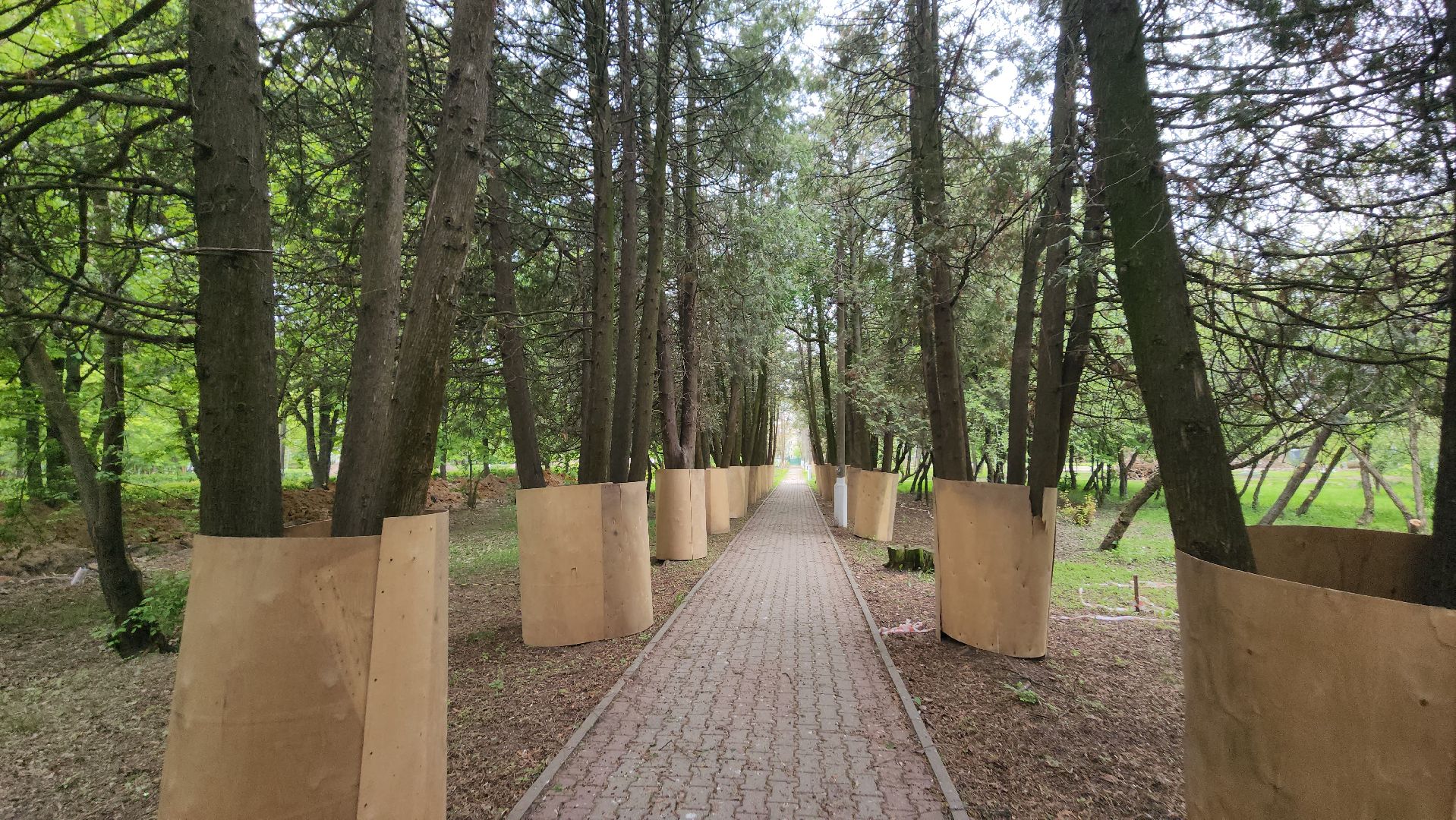 серпухов, парк питомник в серпухове, реконструкция парка питомник в серухове, аллея с туями в парке питомник в серпухове, благоустройство,