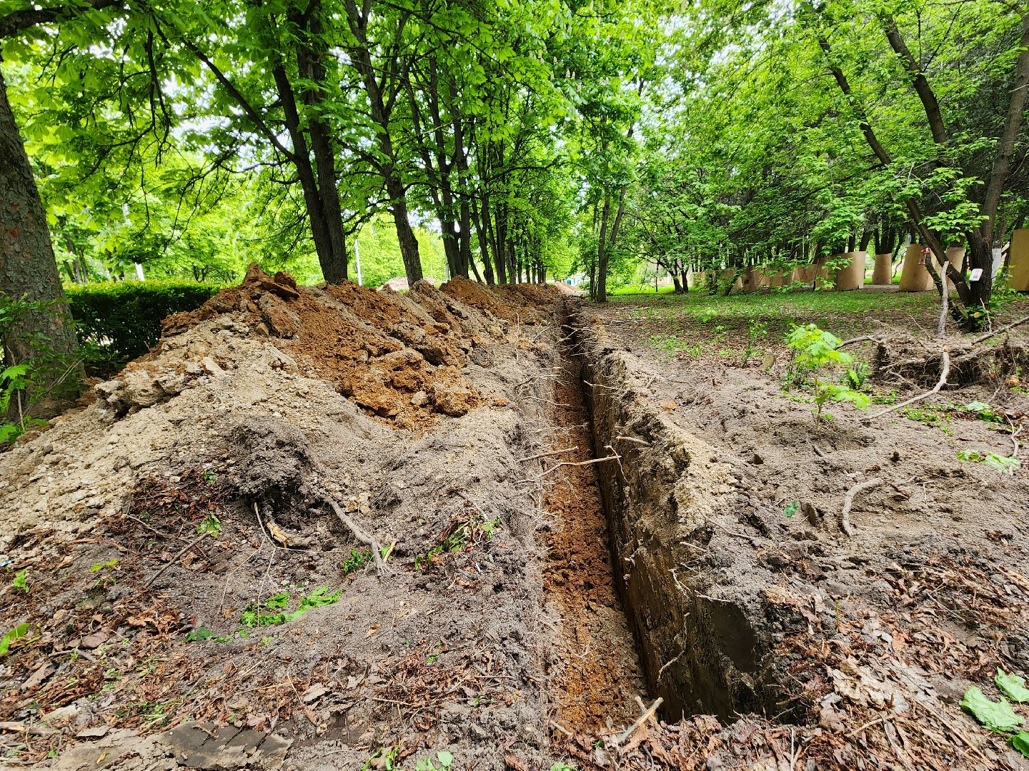 серпухов, парк питомник в серпухове, реконструкция парка питомник в серухове, аллея с туями в парке питомник в серпухове, благоустройство,