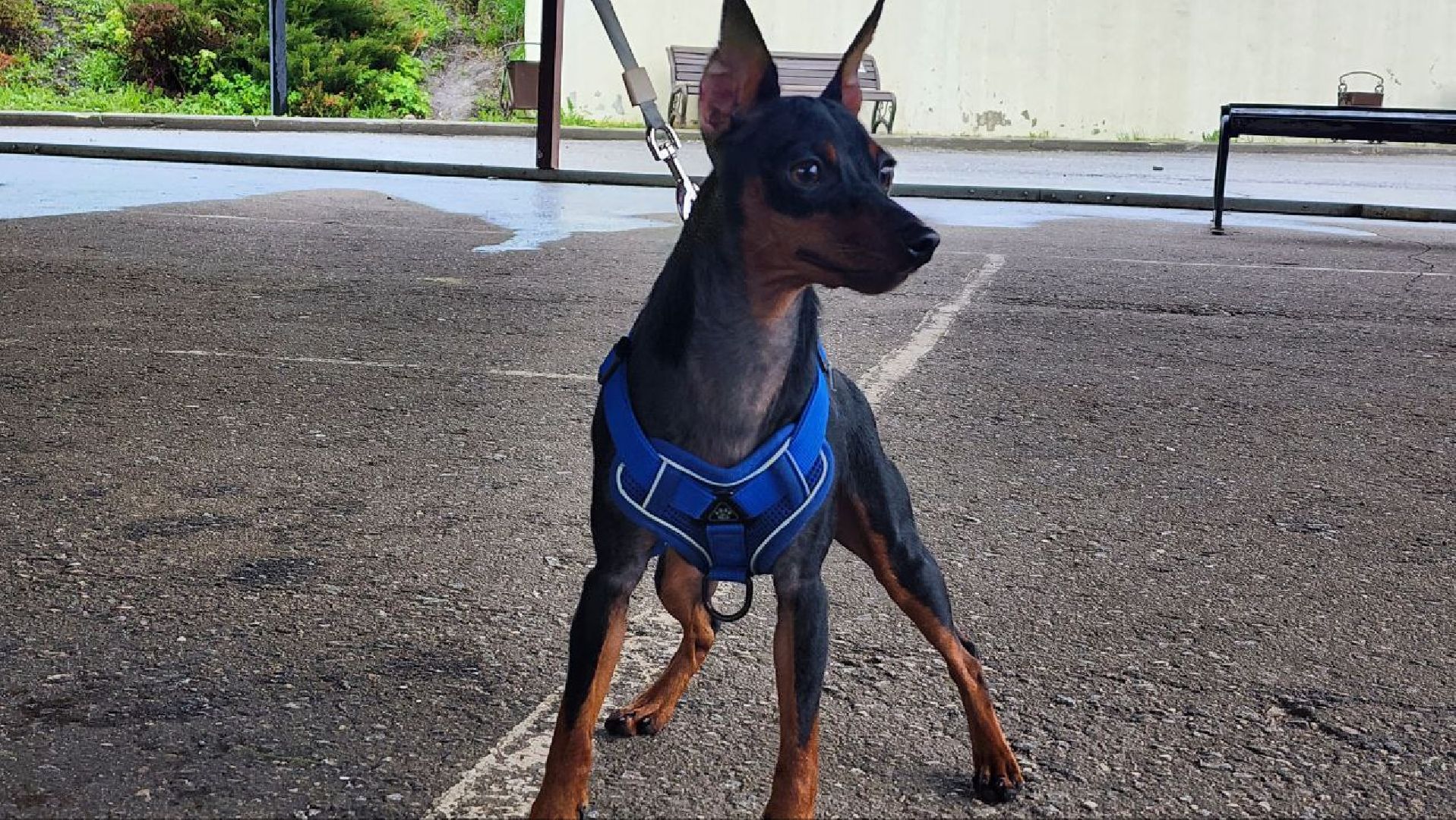 Дмитров, Госветстанция, Яхрома, Чипирование животных, Вакцинация животных,