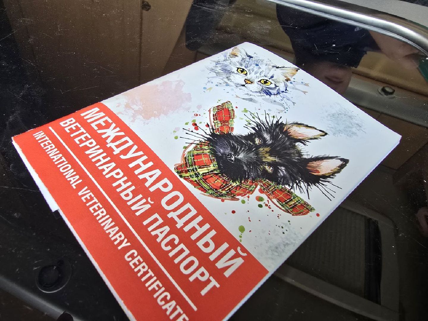 можайск, можайский муниципальный округ, подмосковье, регистрация животных, домашние животные, ветеринарная клиника, ветврач,