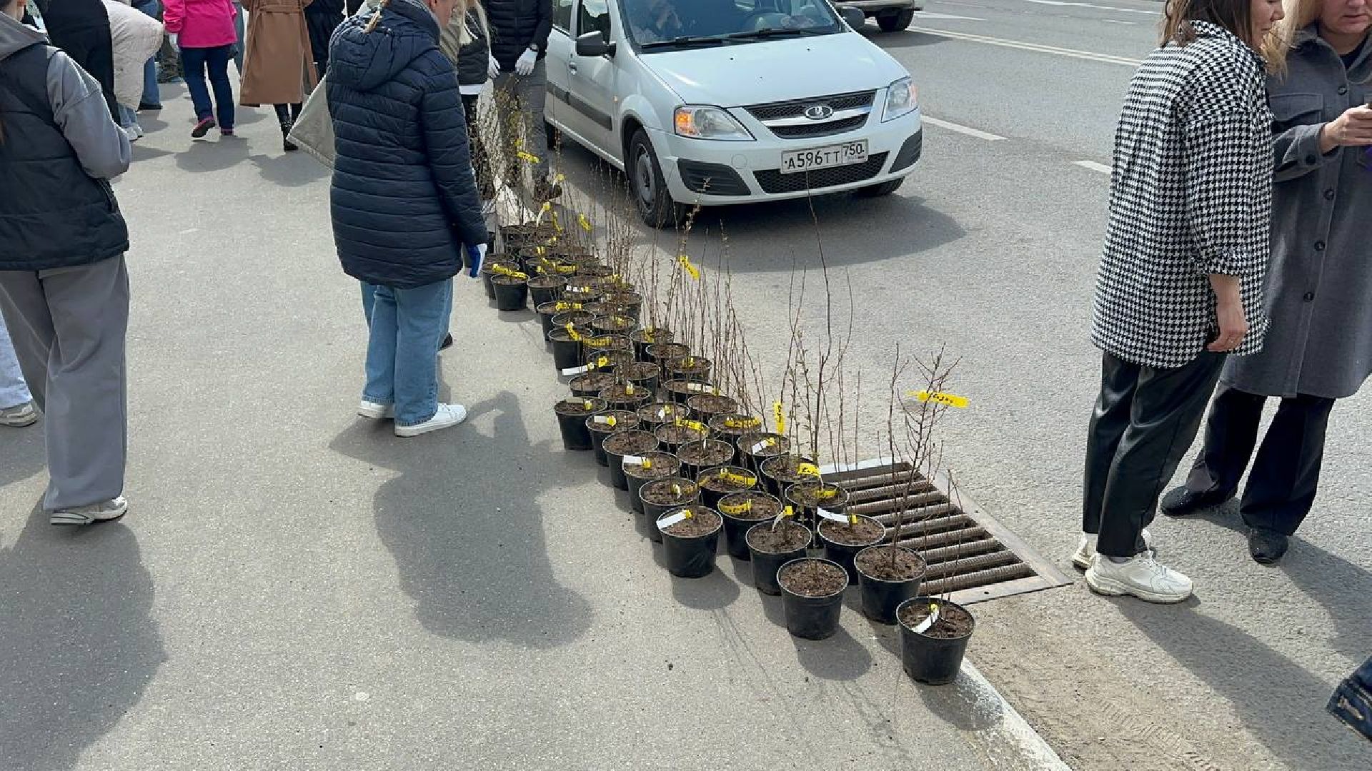 домодедово, сад памяти, акция, микрорайон южный,