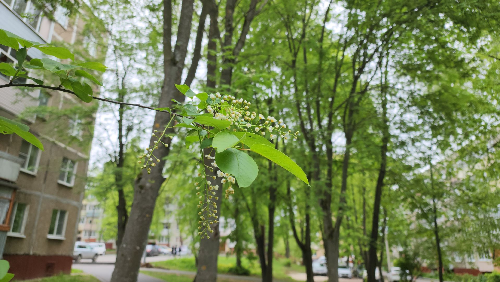 кашира, медицина, каширская больница, полиноз, аллергия, пыльца березы,