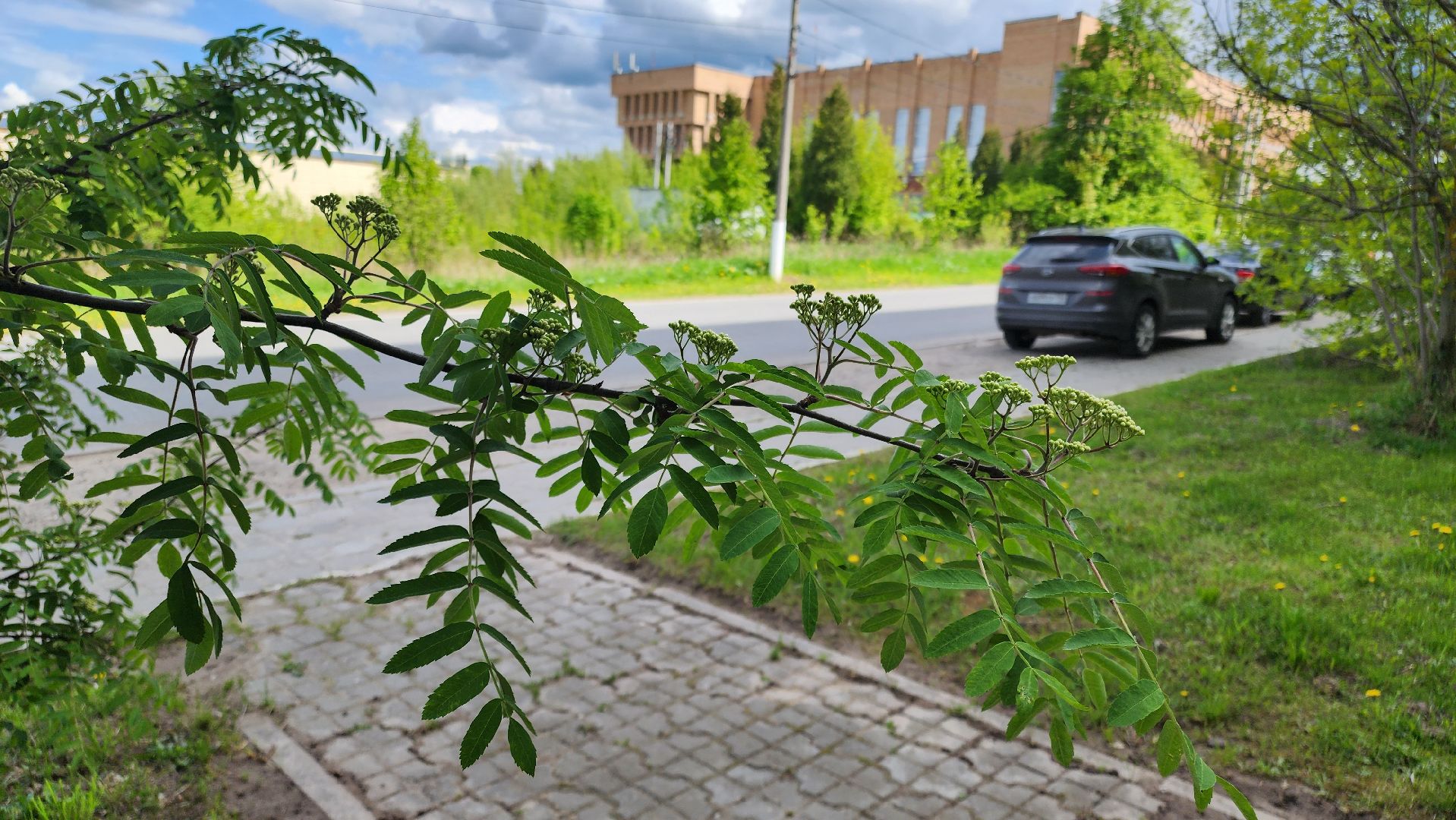 кашира, медицина, каширская больница, полиноз, аллергия, пыльца березы,