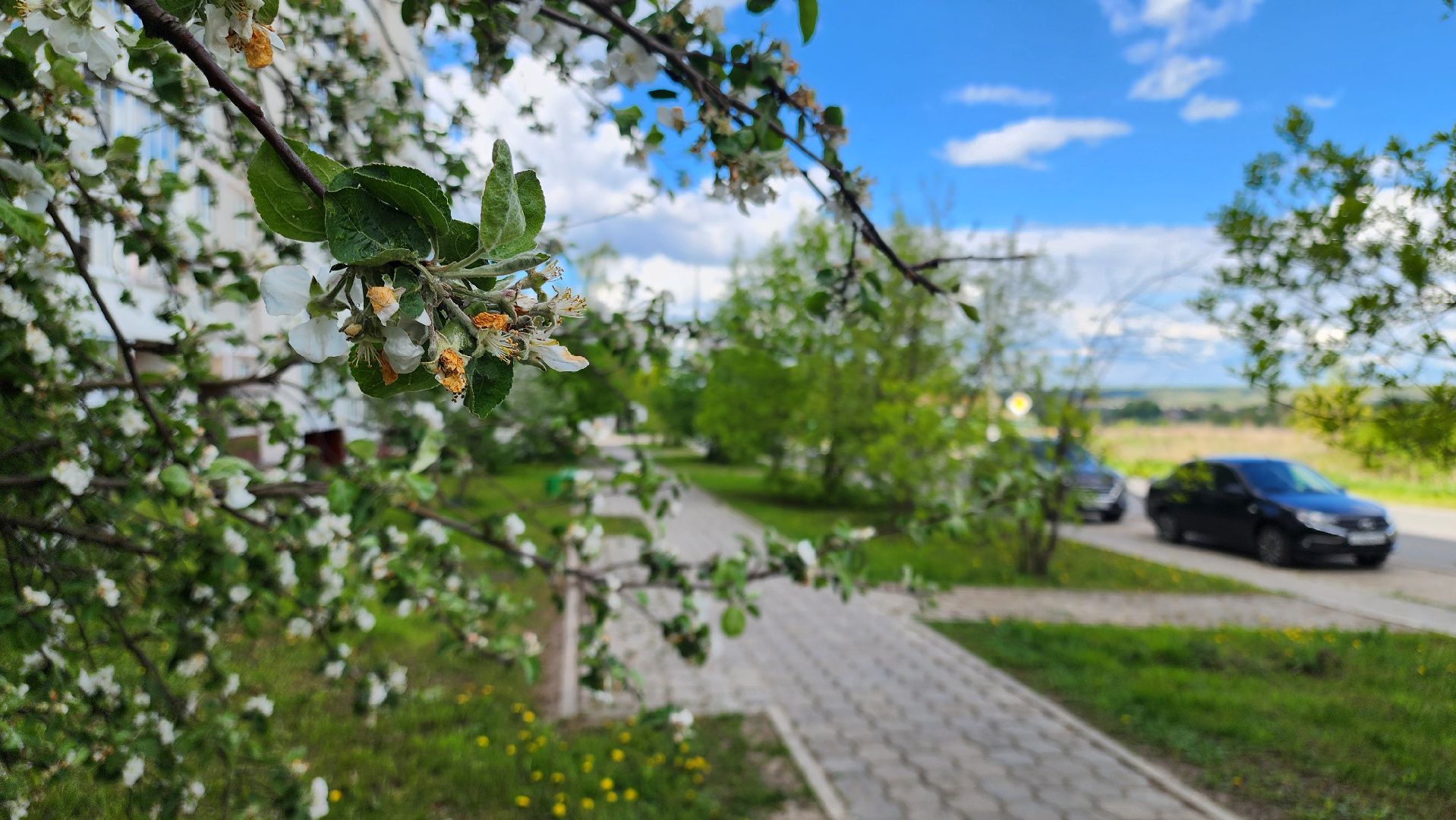 кашира, медицина, каширская больница, полиноз, аллергия, пыльца березы,