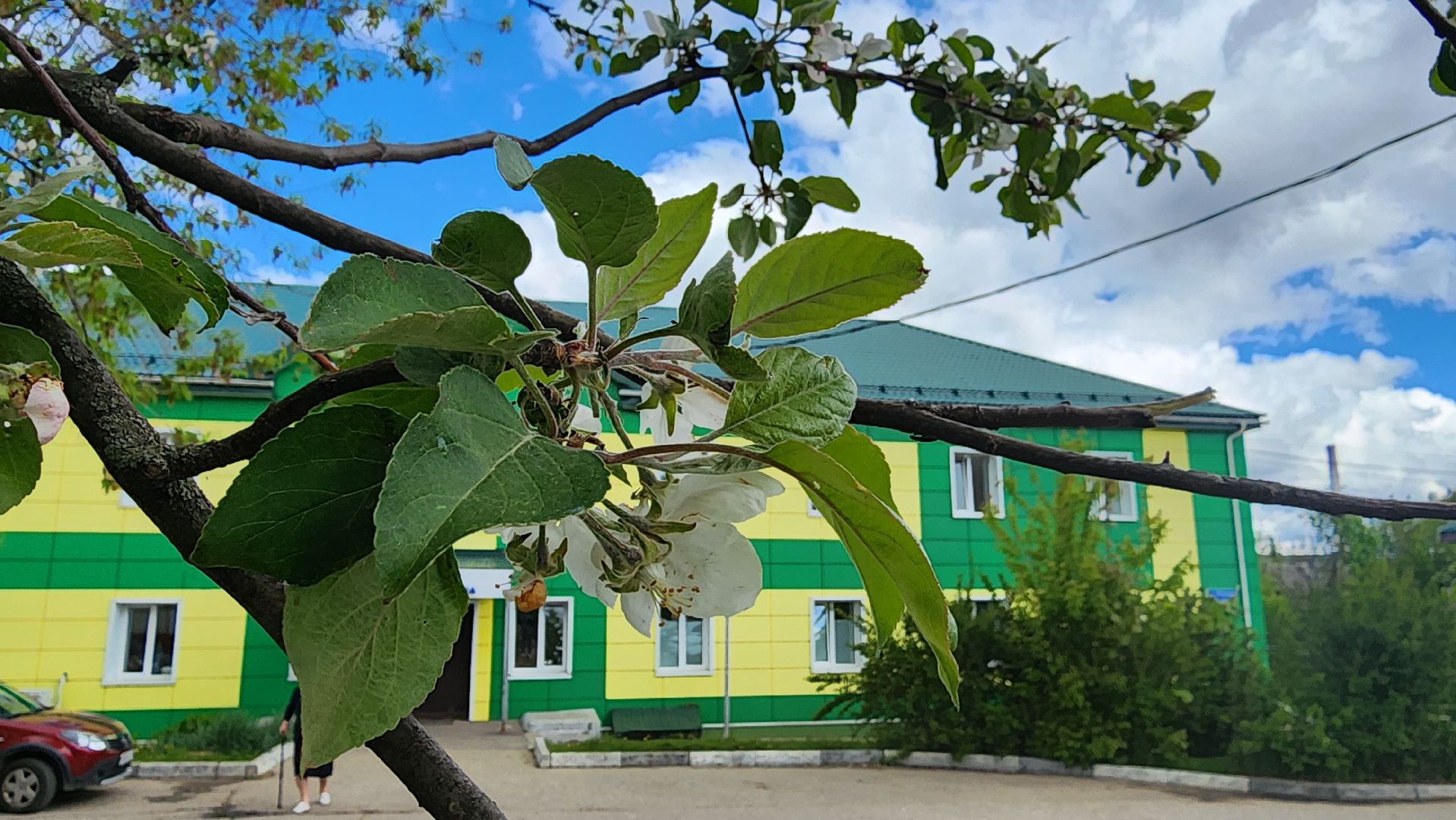 кашира, медицина, каширская больница, полиноз, аллергия, пыльца березы,