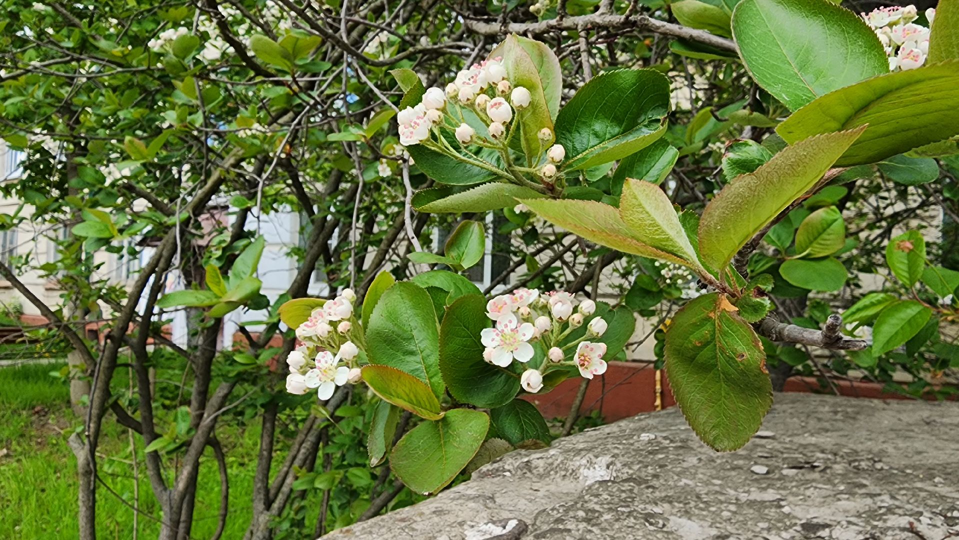 кашира, медицина, каширская больница, полиноз, аллергия, пыльца березы,