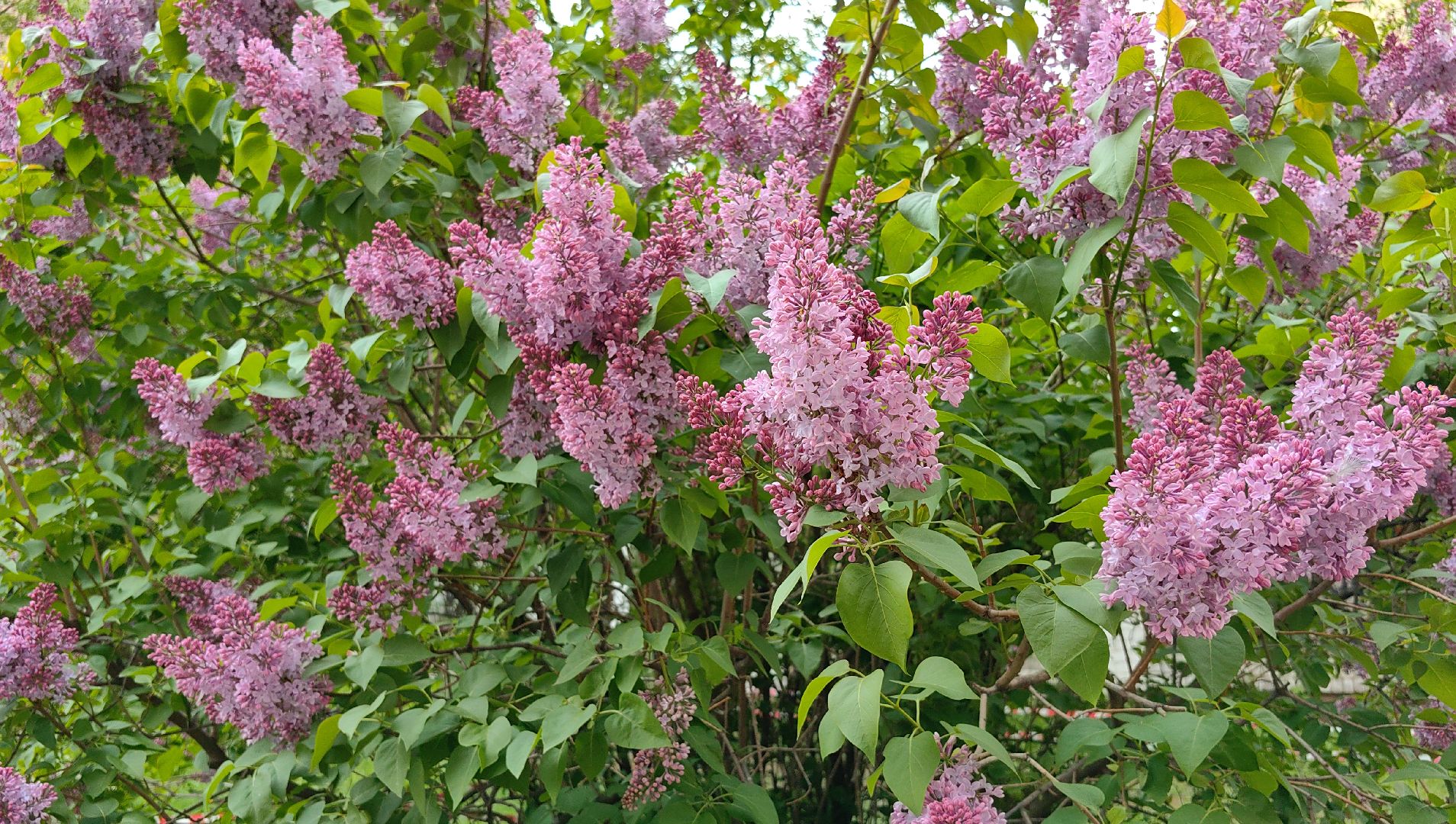 сирень, вишня, яблоня, цветение,