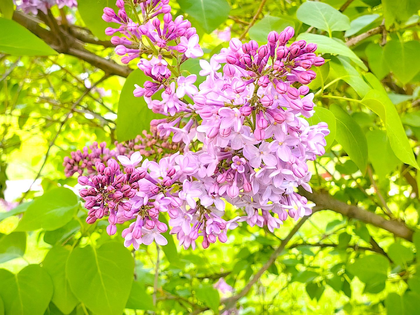 сирень, вишня, яблоня, цветение,