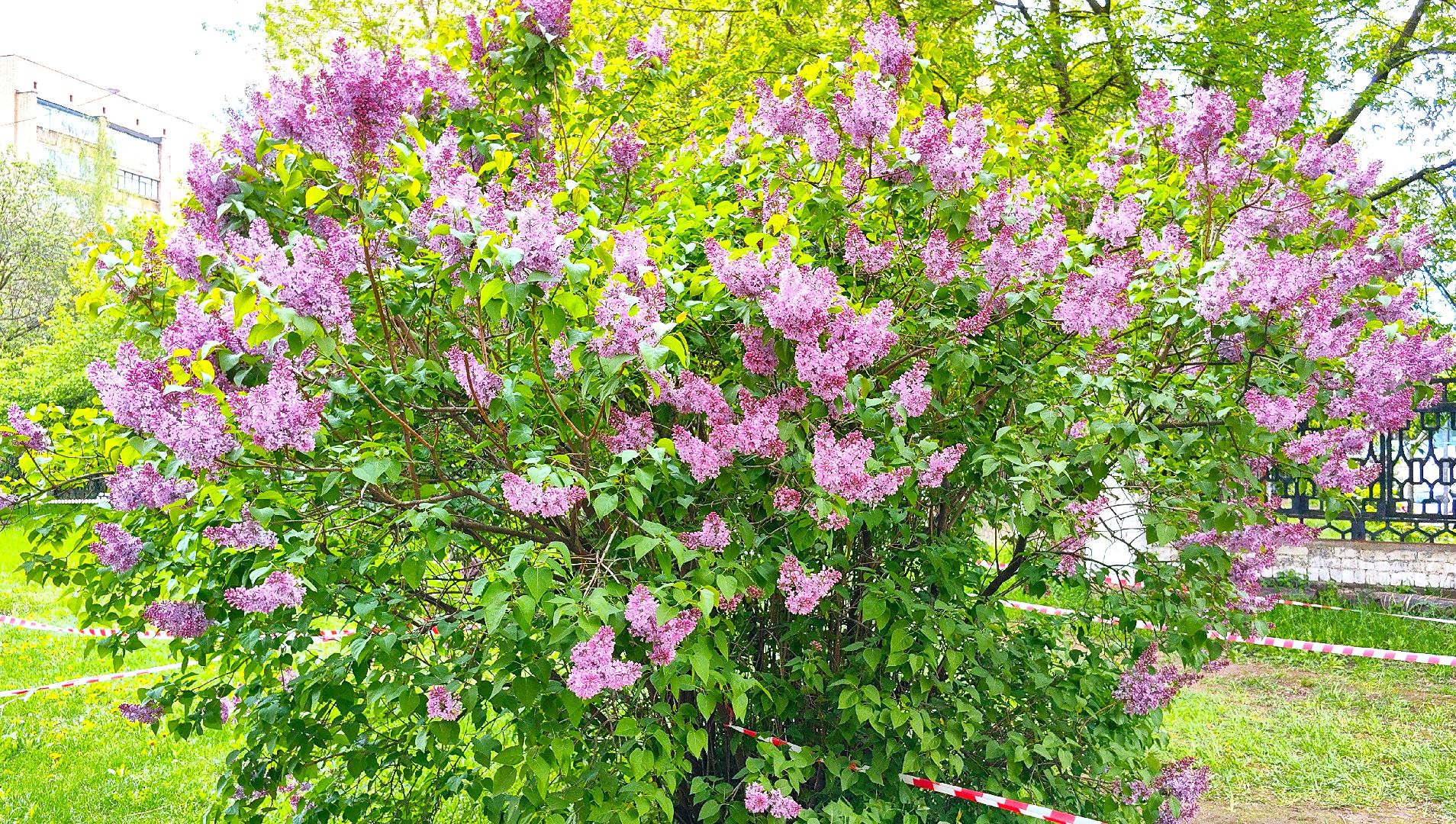 сирень, вишня, яблоня, цветение,