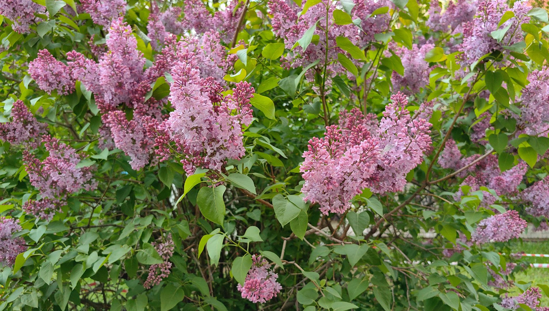 сирень, вишня, яблоня, цветение,