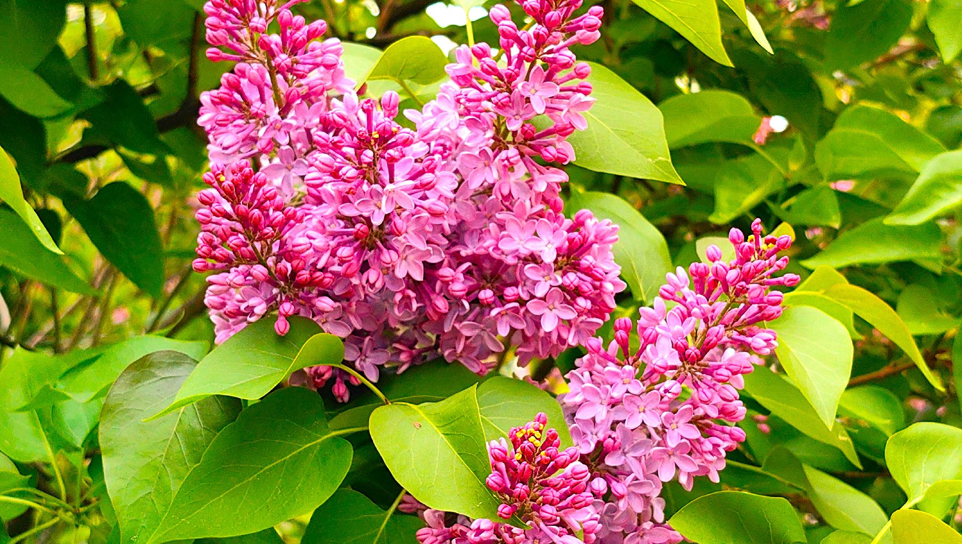 сирень, вишня, яблоня, цветение,