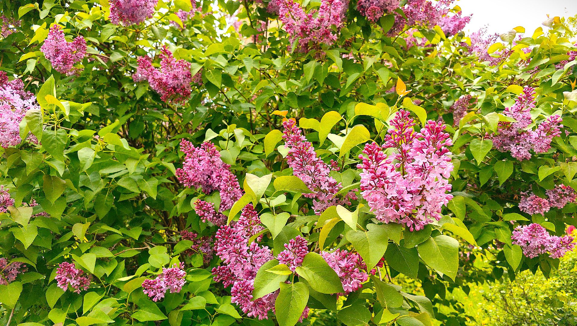 сирень, вишня, яблоня, цветение,