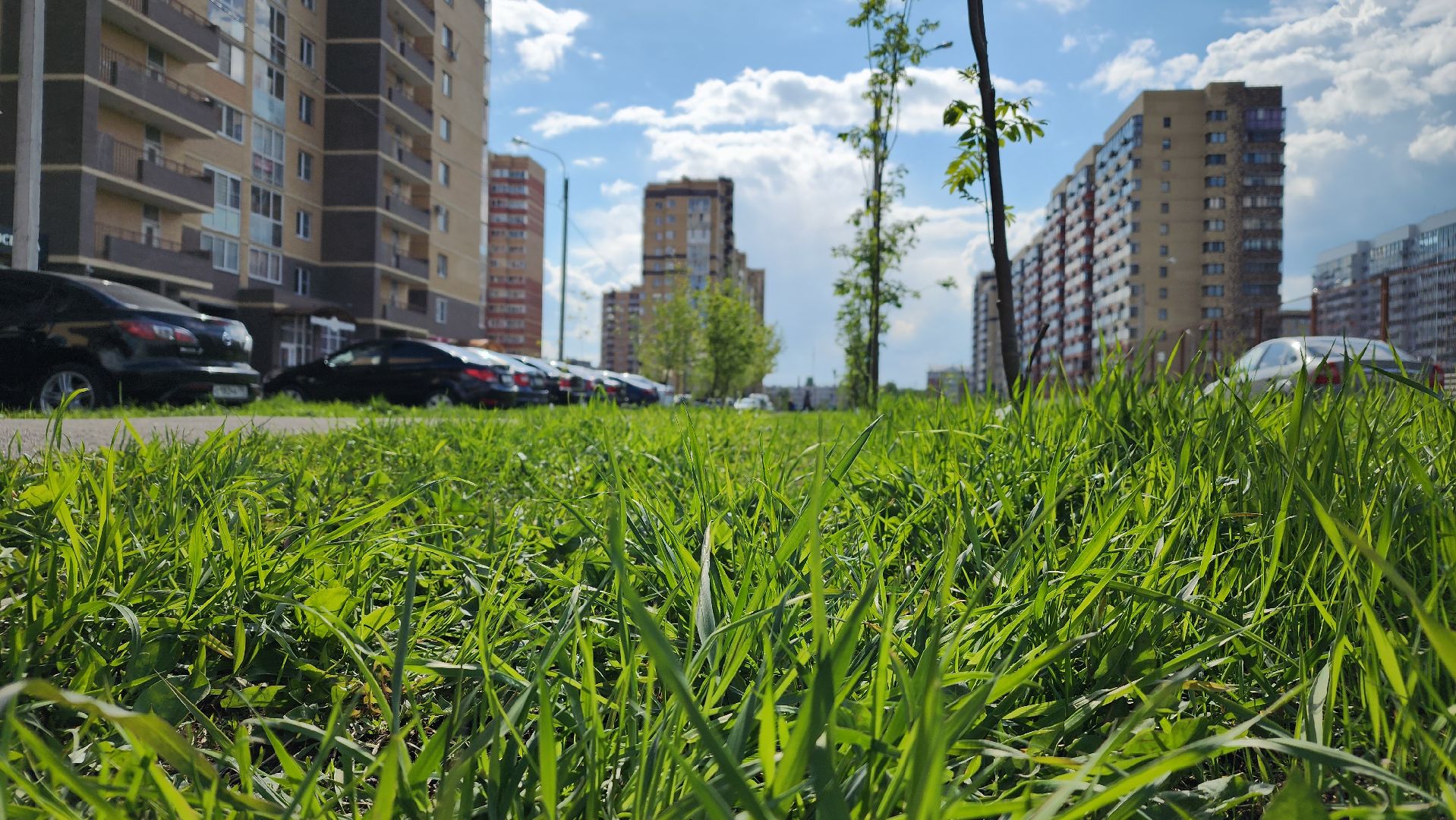 благоустройство, газон, лосино-петровский,