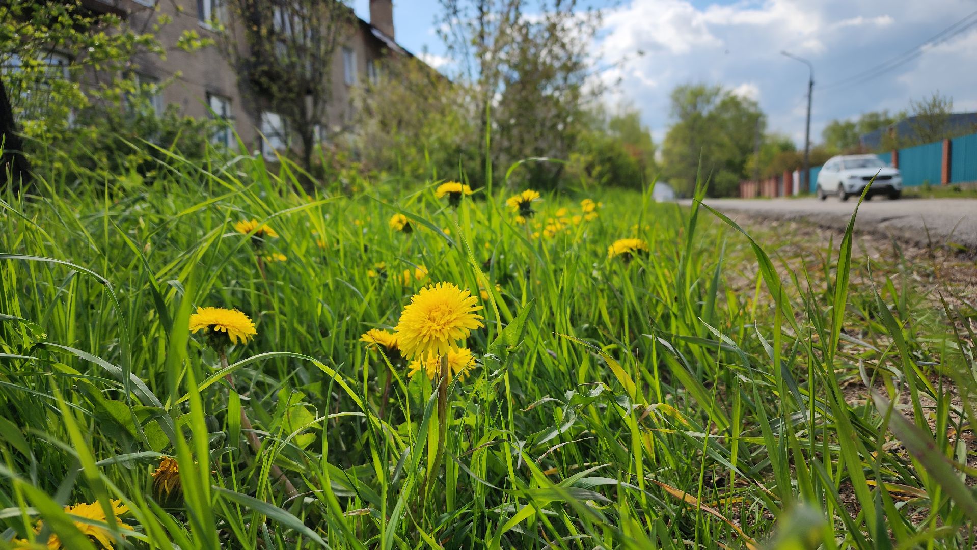 благоустройство, газон, лосино-петровский,