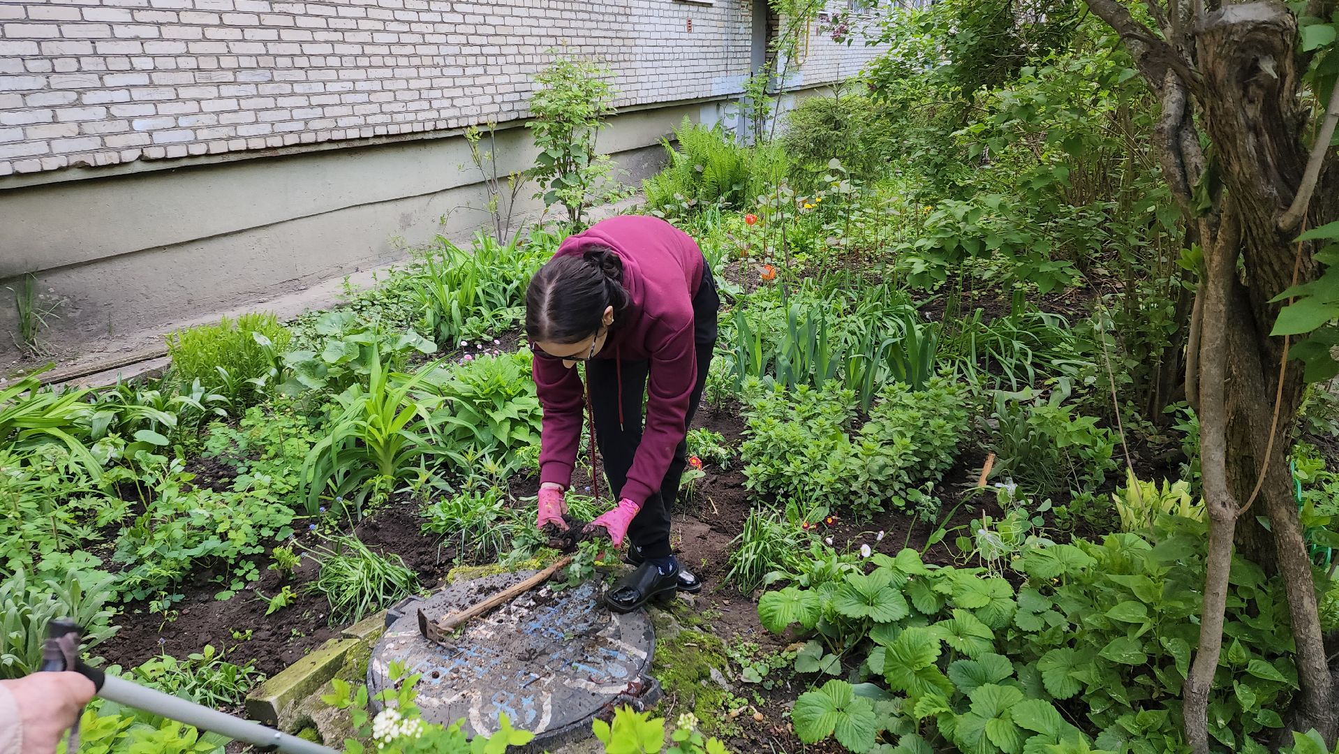 вертикалки, пушкино, цветник, клумбы у домов, жители,высадка, двор,