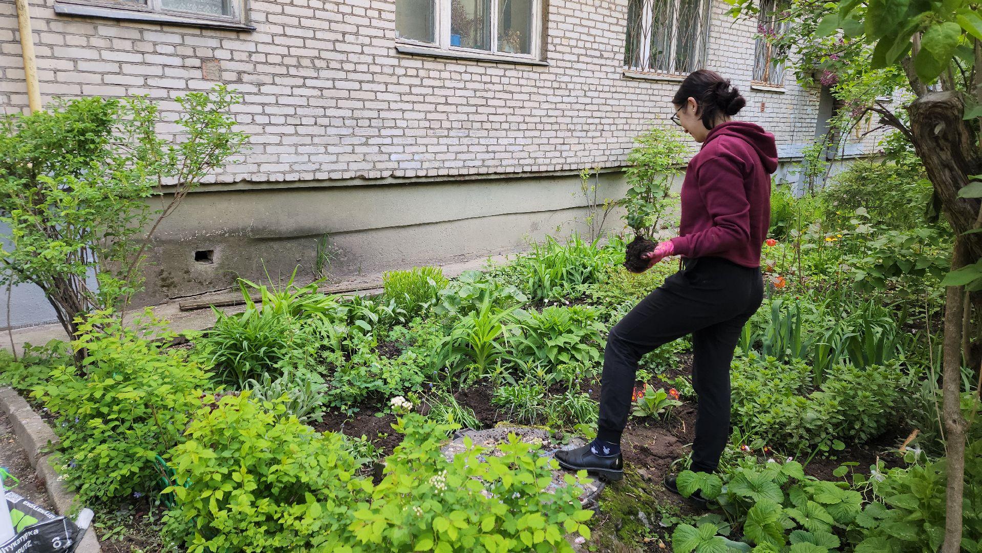 вертикалки, пушкино, цветник, клумбы у домов, жители,высадка, двор,