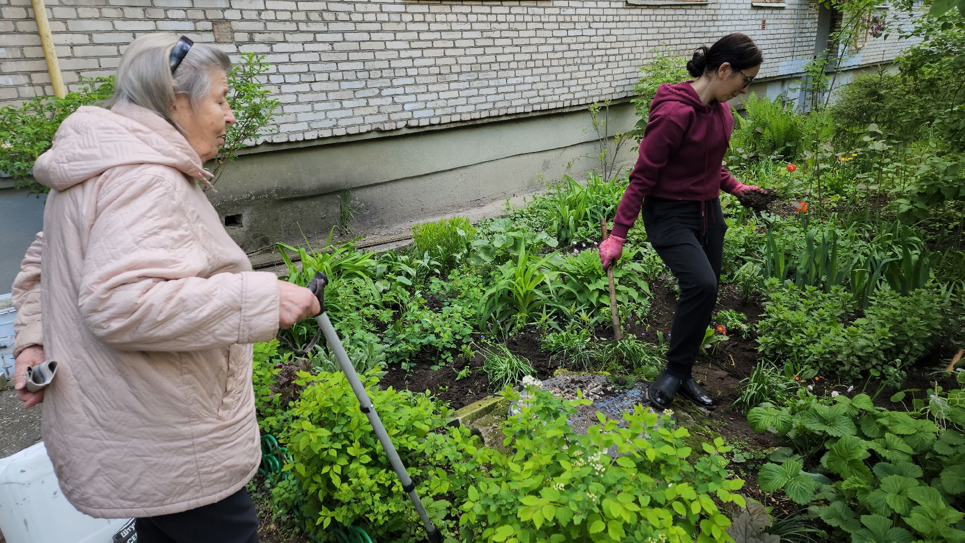вертикалки, пушкино, цветник, клумбы у домов, жители,высадка, двор,