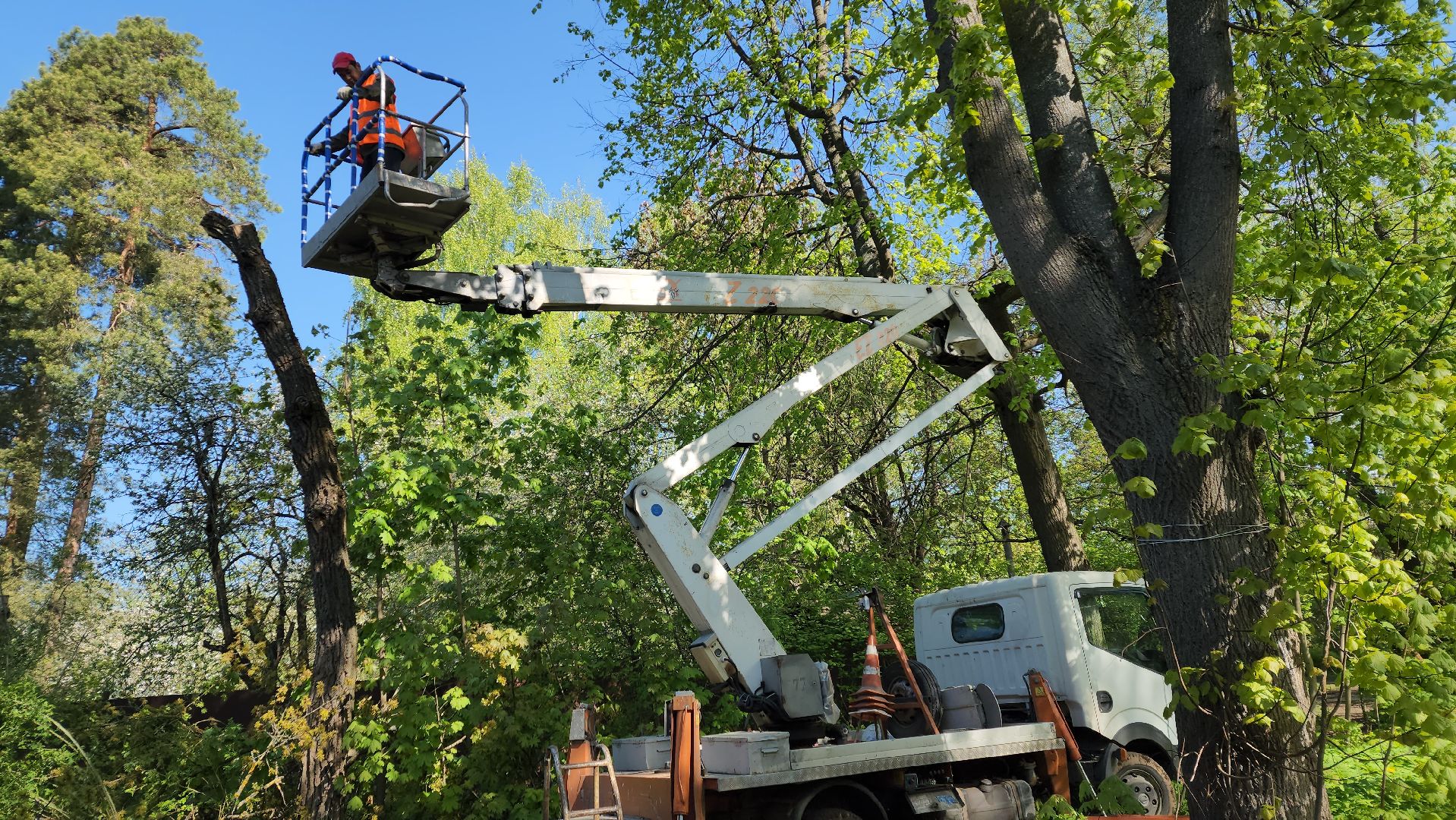 пушкино, удаление деревьев, удаление сухостоя, аварийные деревья, жители, коммунальная служба, вертикалки,