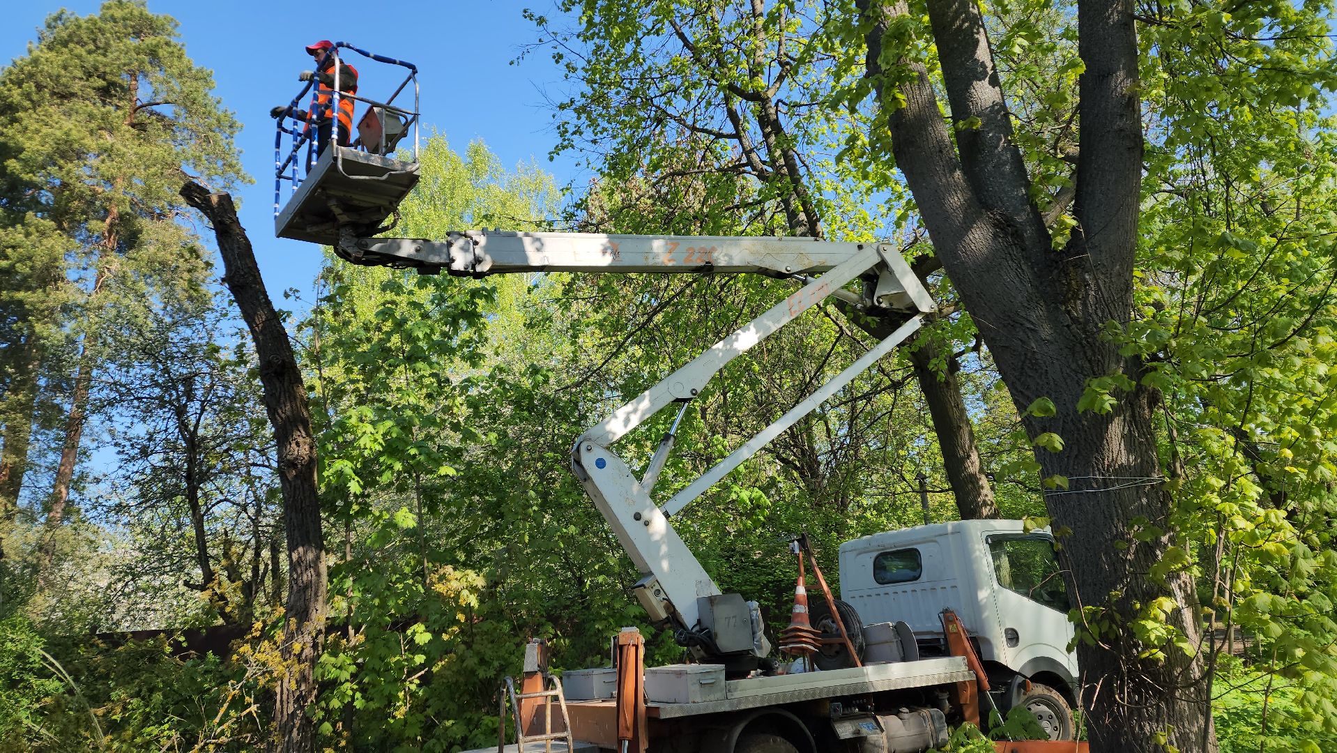 пушкино, удаление деревьев, удаление сухостоя, аварийные деревья, жители, коммунальная служба, вертикалки,