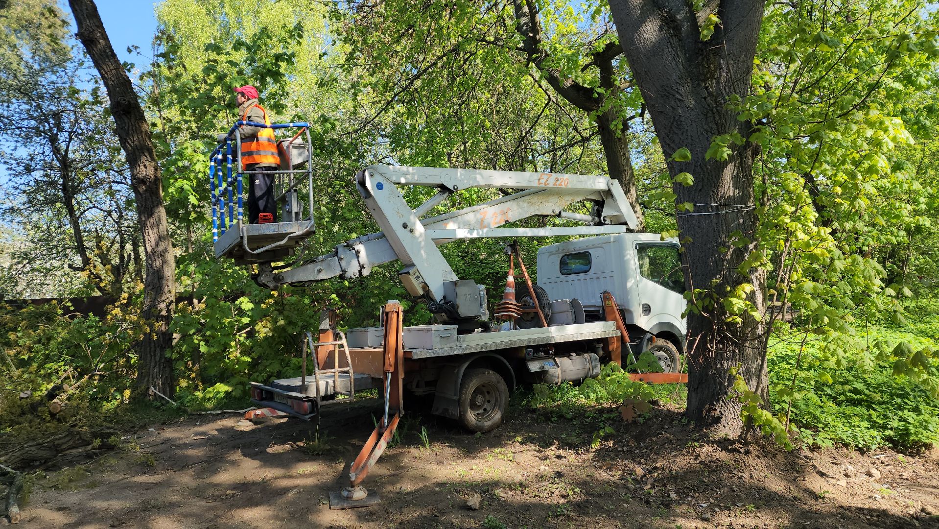 пушкино, удаление деревьев, удаление сухостоя, аварийные деревья, жители, коммунальная служба, вертикалки,