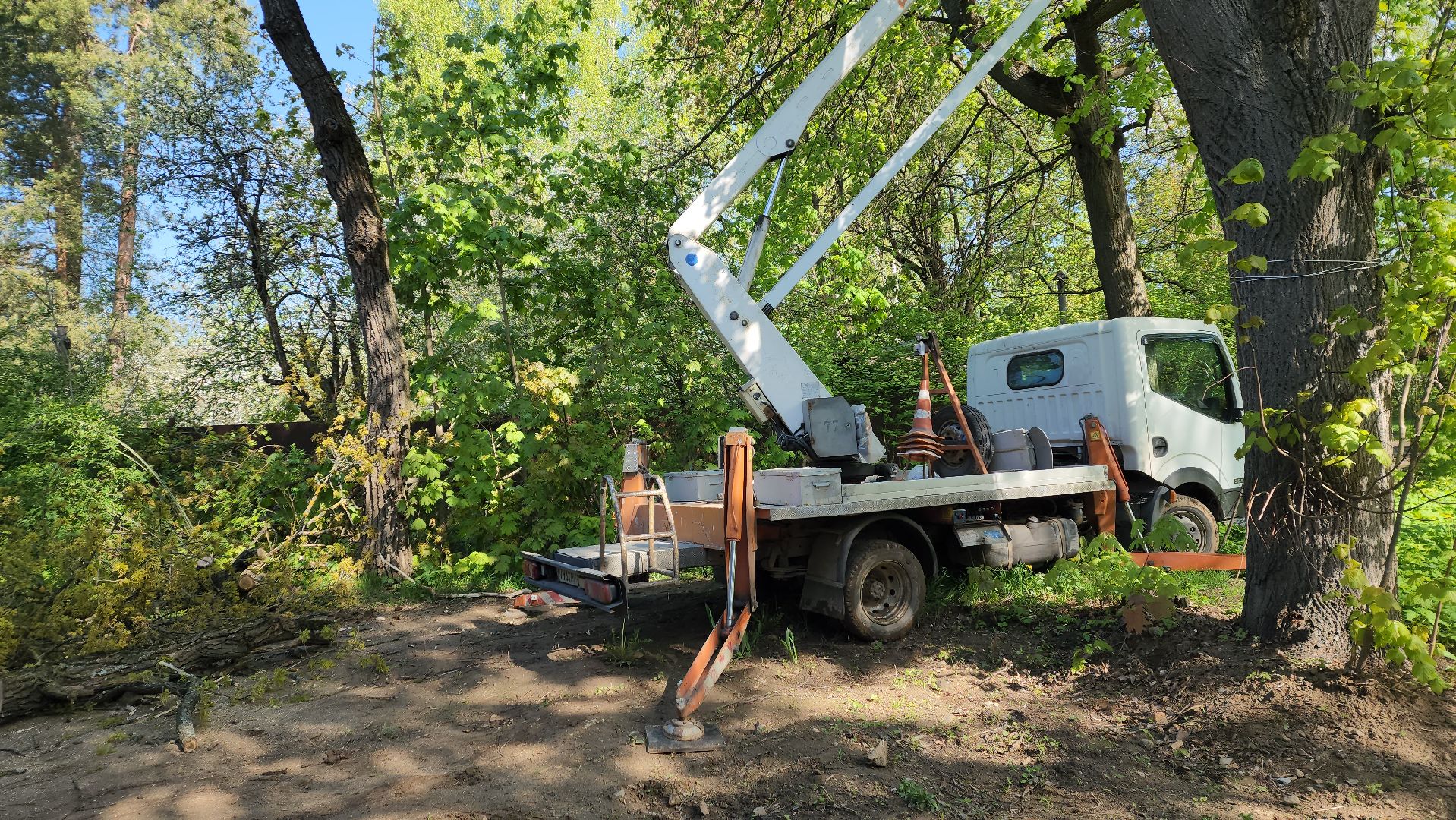 пушкино, удаление деревьев, удаление сухостоя, аварийные деревья, жители, коммунальная служба, вертикалки,