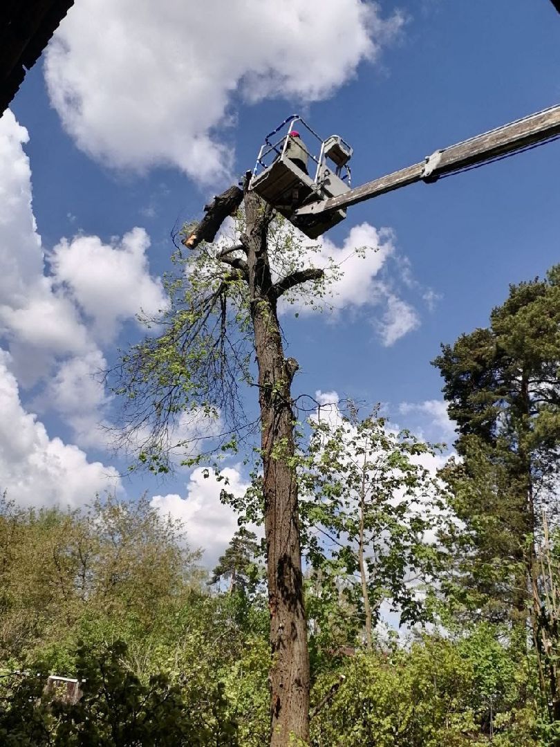 пушкино, удаление деревьев, удаление сухостоя, аварийные деревья, жители, коммунальная служба, вертикалки,