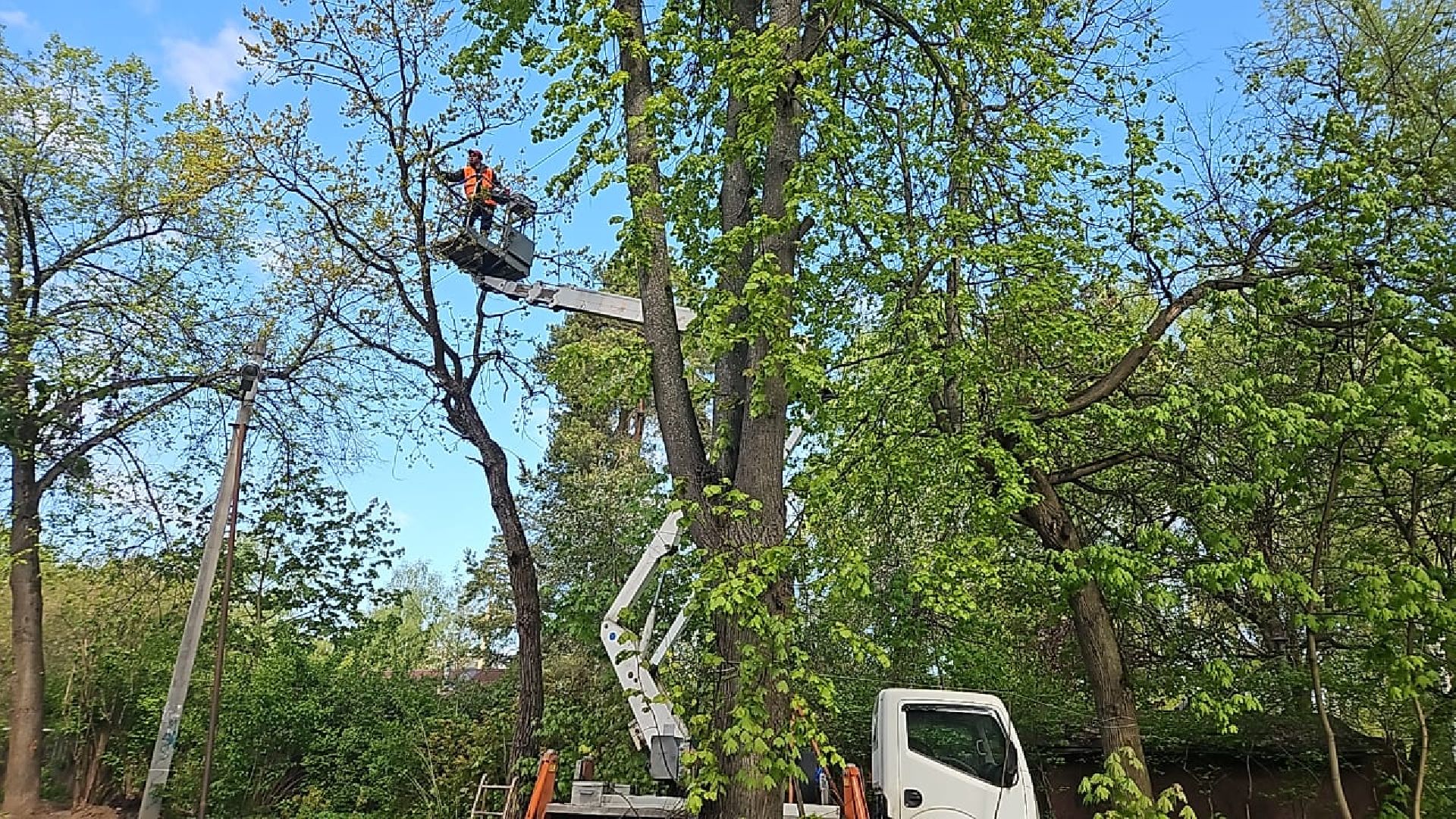 пушкино, удаление деревьев, удаление сухостоя, аварийные деревья, жители, коммунальная служба, вертикалки,