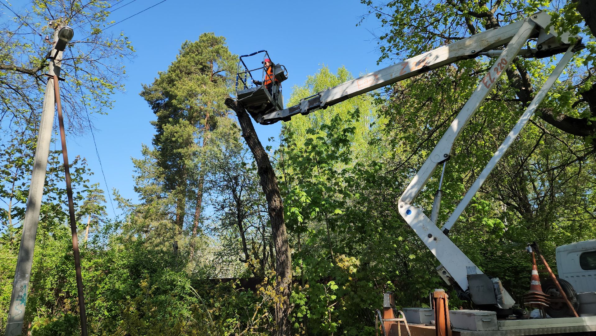 пушкино, удаление деревьев, удаление сухостоя, аварийные деревья, жители, коммунальная служба, вертикалки,