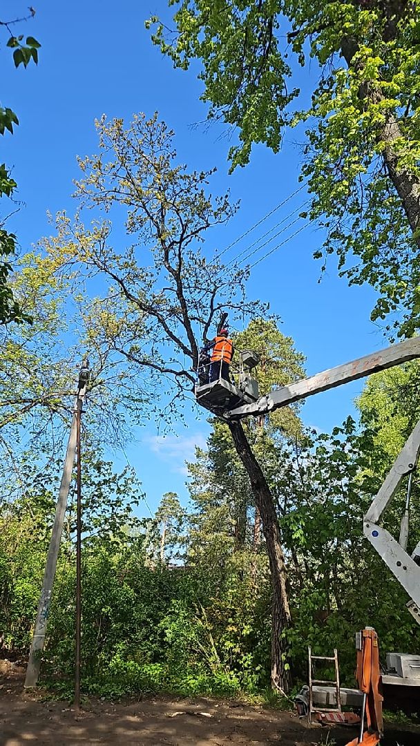 пушкино, удаление деревьев, удаление сухостоя, аварийные деревья, жители, коммунальная служба, вертикалки,