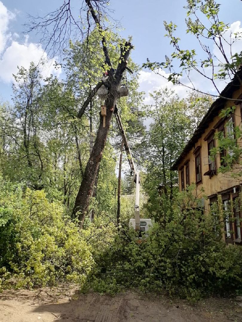 пушкино, удаление деревьев, удаление сухостоя, аварийные деревья, жители, коммунальная служба, вертикалки,