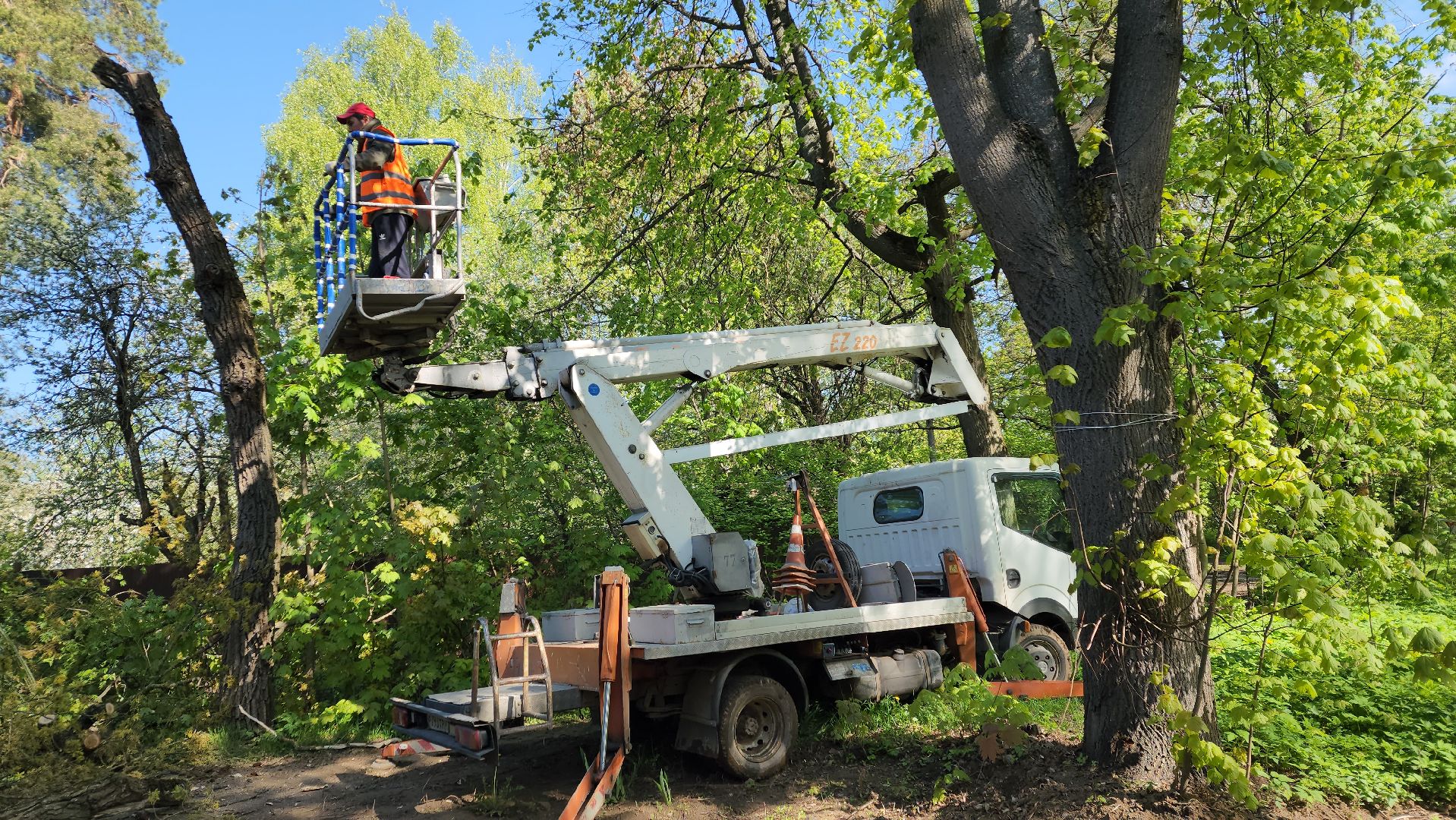 пушкино, удаление деревьев, удаление сухостоя, аварийные деревья, жители, коммунальная служба, вертикалки,