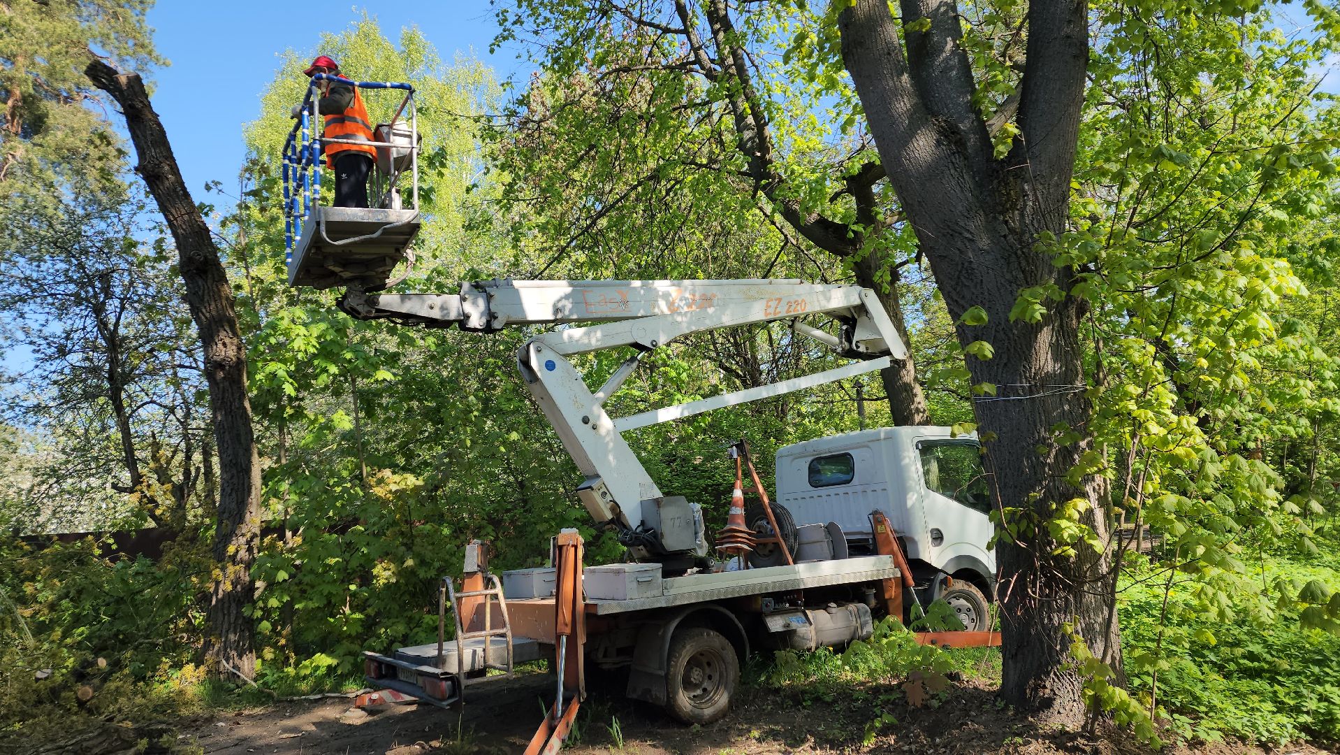 пушкино, удаление деревьев, удаление сухостоя, аварийные деревья, жители, коммунальная служба, вертикалки,