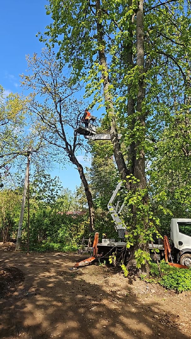 пушкино, удаление деревьев, удаление сухостоя, аварийные деревья, жители, коммунальная служба, вертикалки,