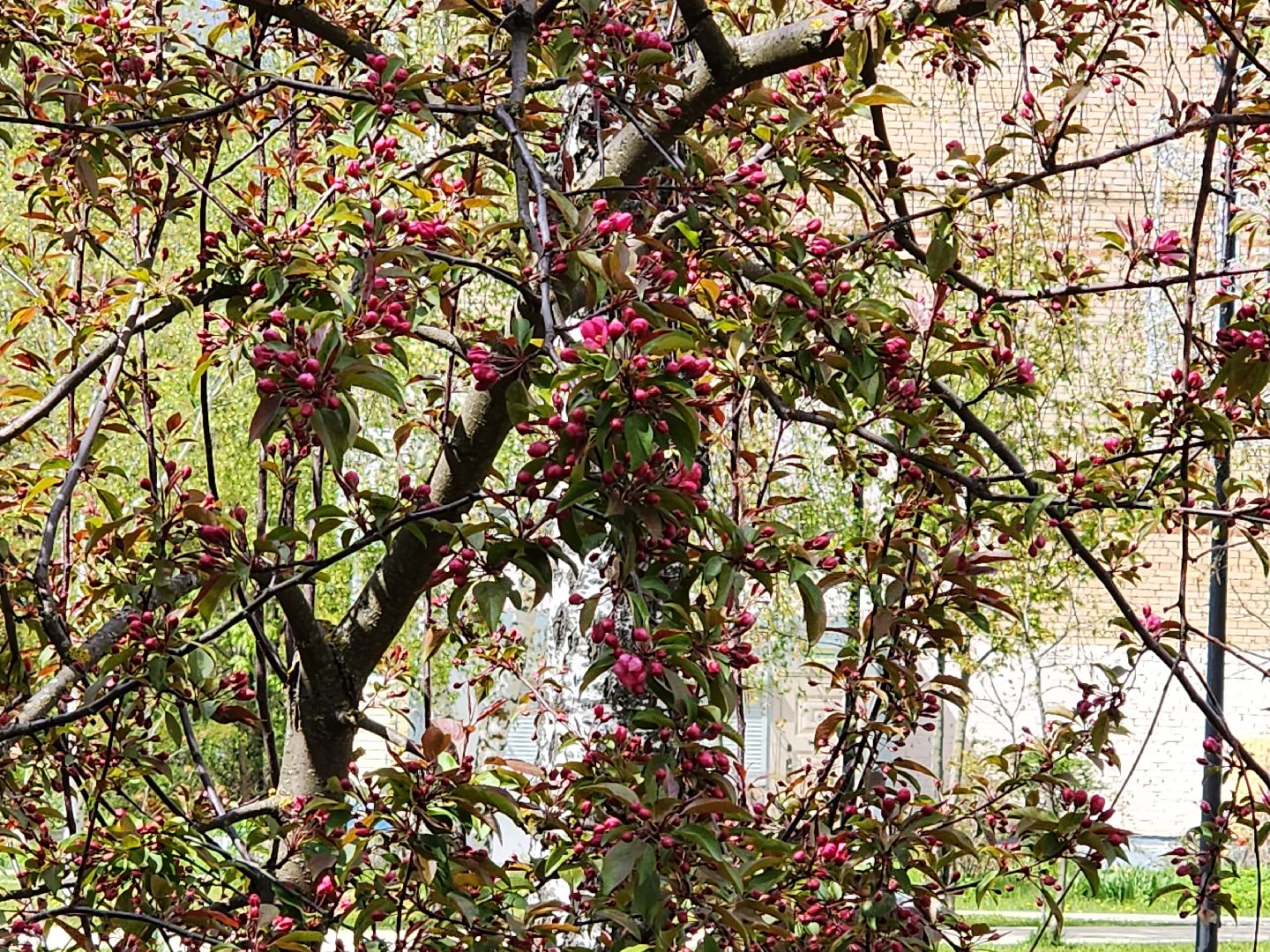 сергиев посад, озеленение города, благоуствойство, газон, бульвар кузнецова,