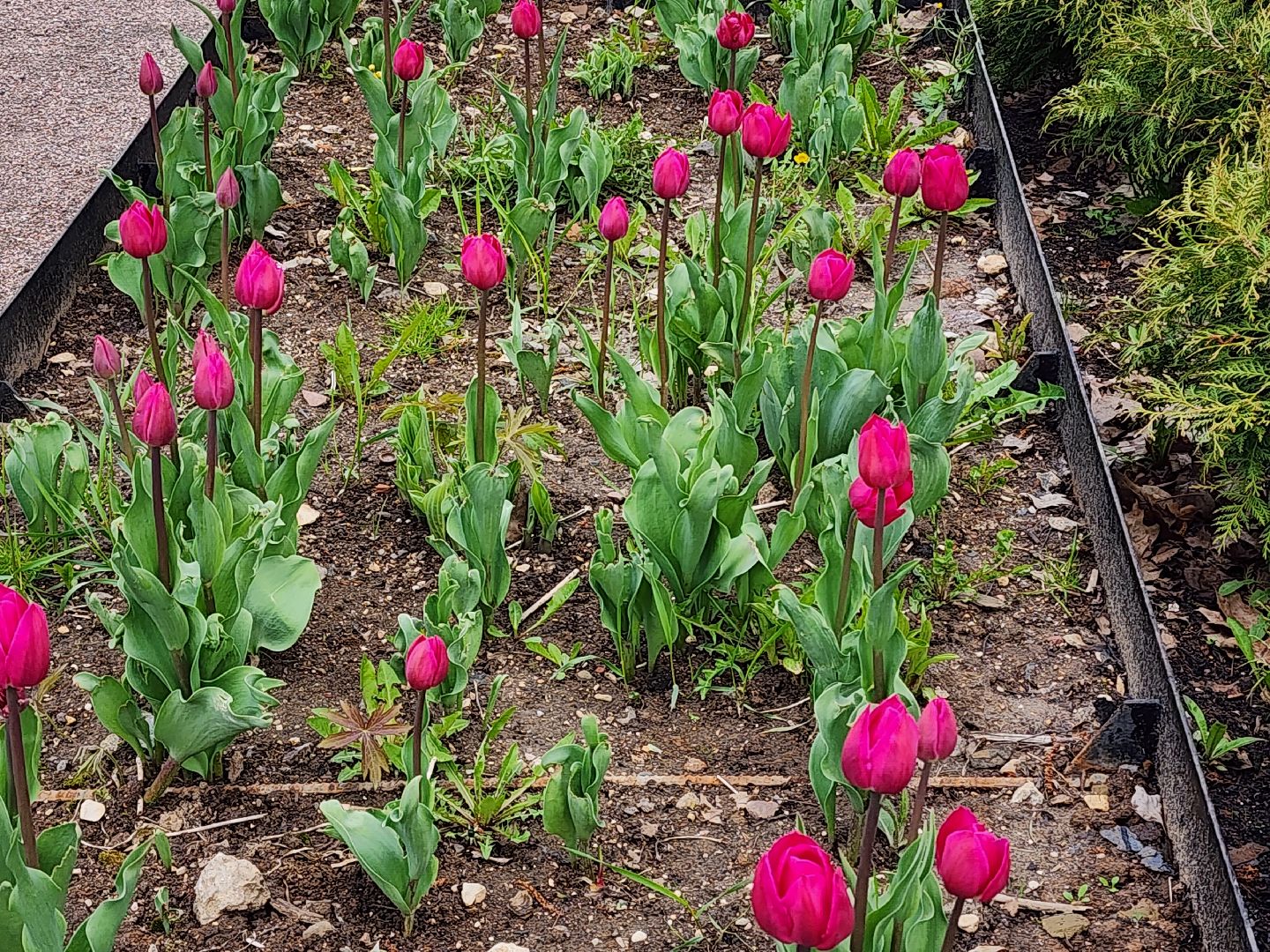 сергиев посад, озеленение города, благоуствойство, газон, бульвар кузнецова,