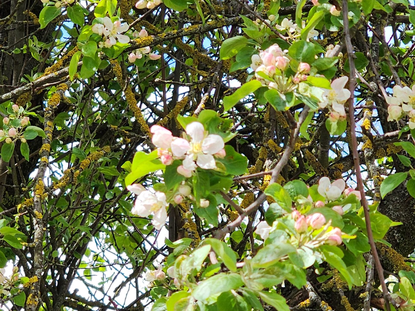 сергиев посад, озеленение города, благоуствойство, газон, бульвар кузнецова,