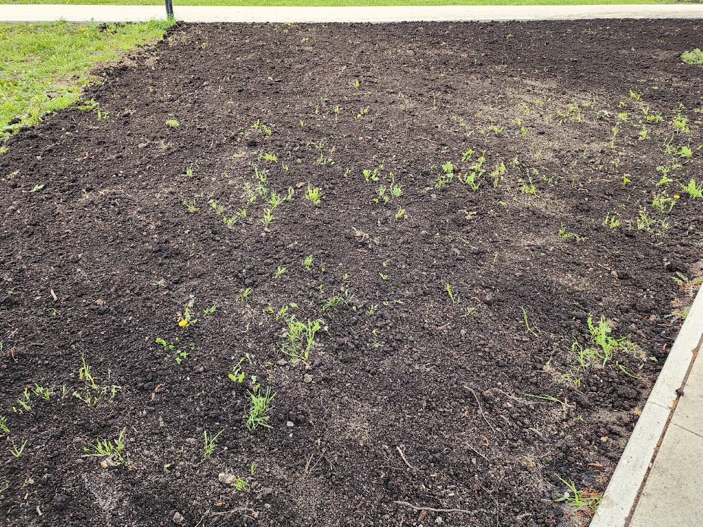 сергиев посад, озеленение города, благоуствойство, газон, бульвар кузнецова,