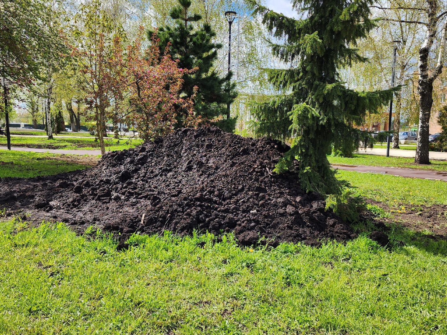 сергиев посад, озеленение города, благоуствойство, газон, бульвар кузнецова,