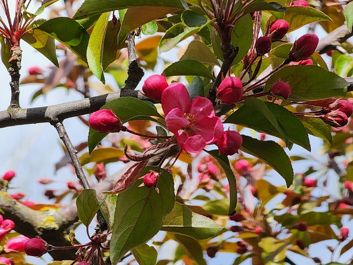 сергиев посад, озеленение города, благоуствойство, газон, бульвар кузнецова,