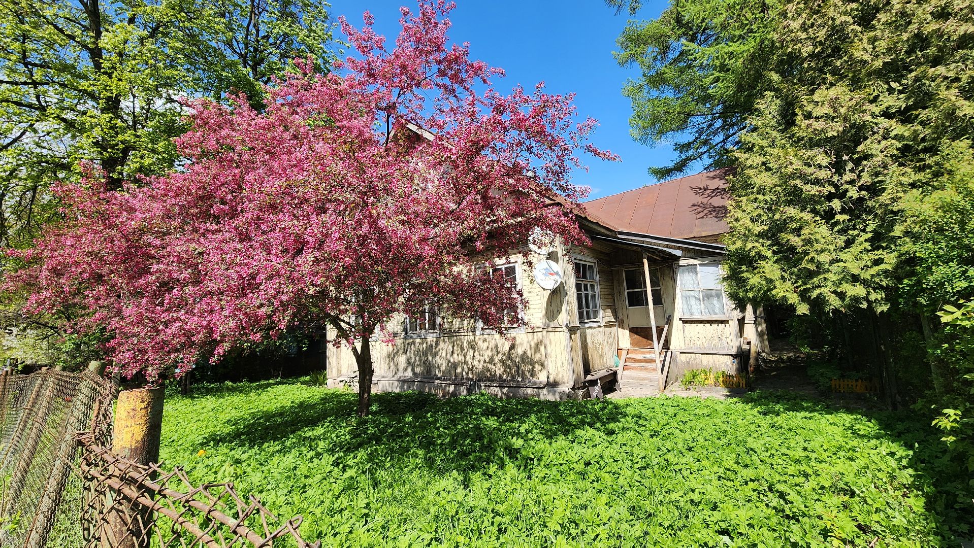 солнечногорск, яблони, туризм, фотосессия,