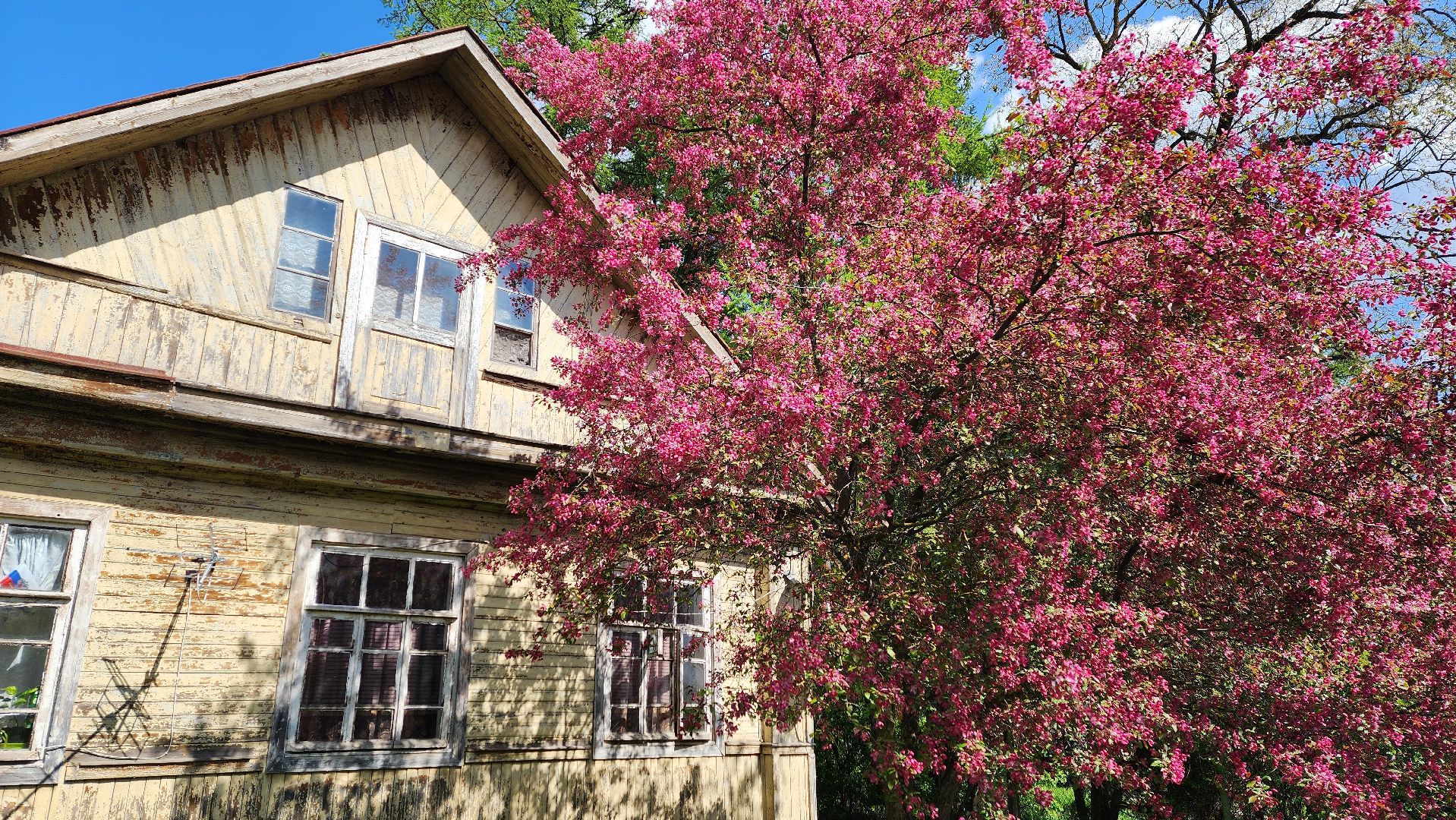 солнечногорск, яблони, туризм, фотосессия,