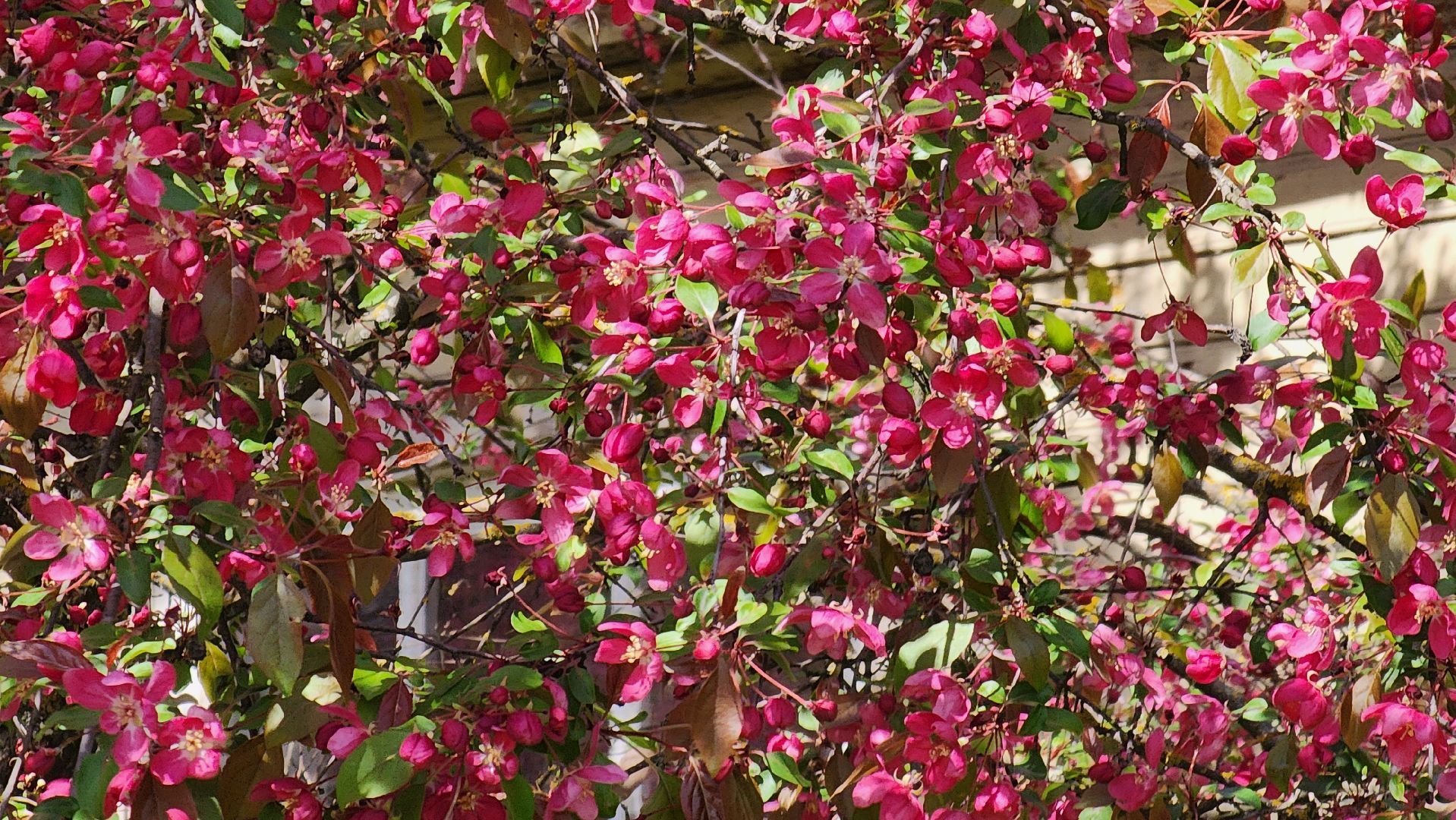 солнечногорск, яблони, туризм, фотосессия,